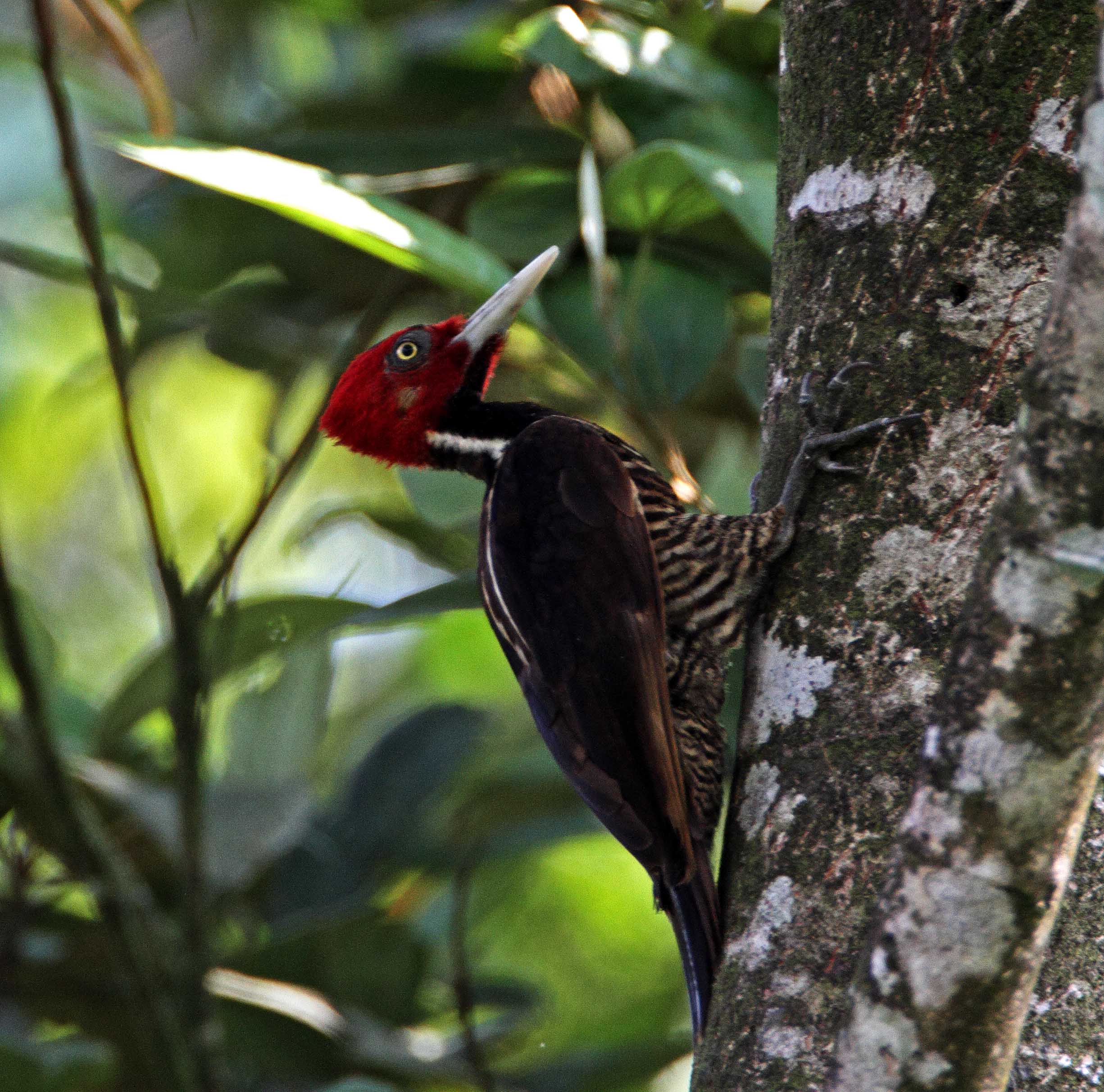 Pale-billed Woodpecker_7856.jpg