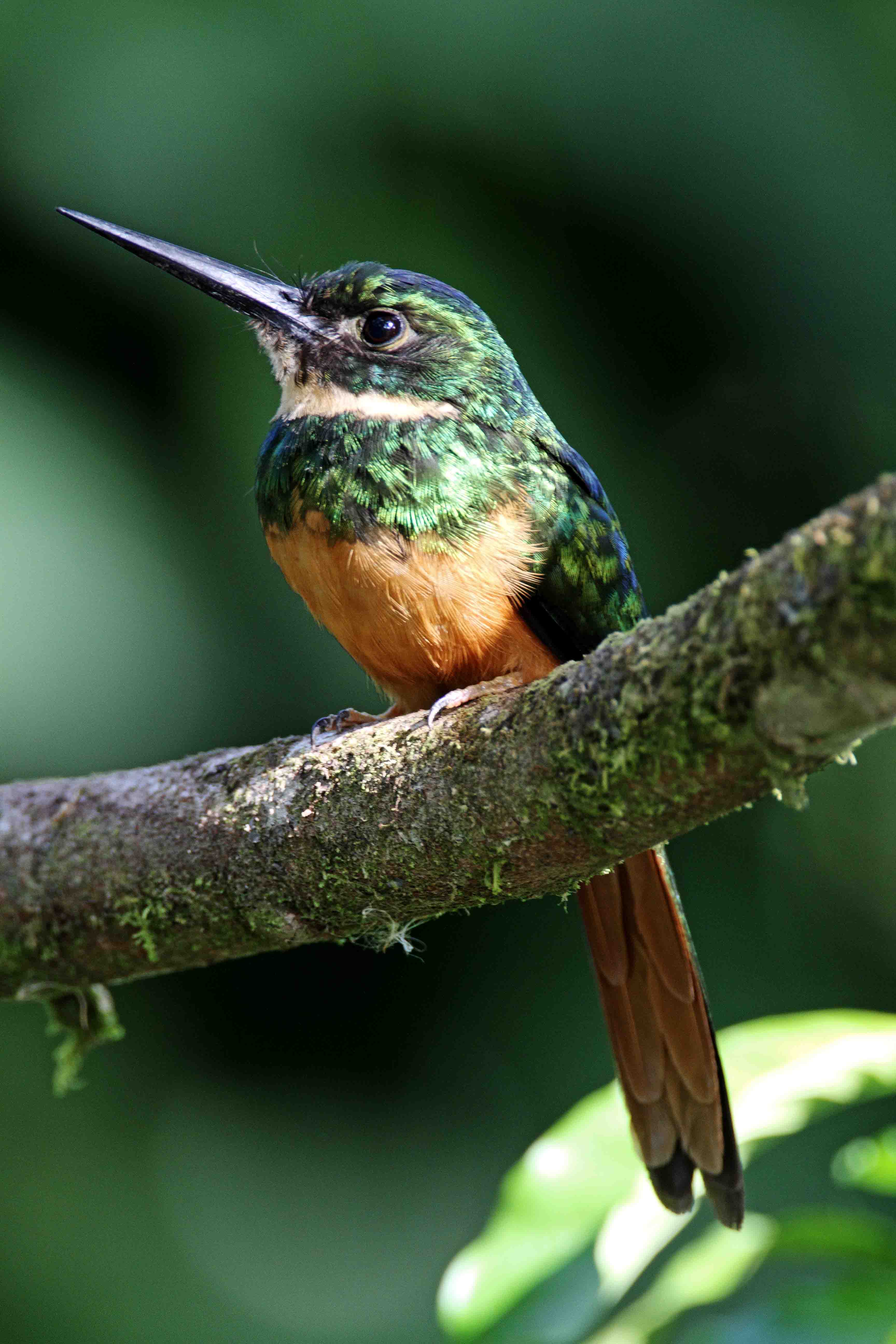 Rufous-tailed Jacamar_7757.jpg