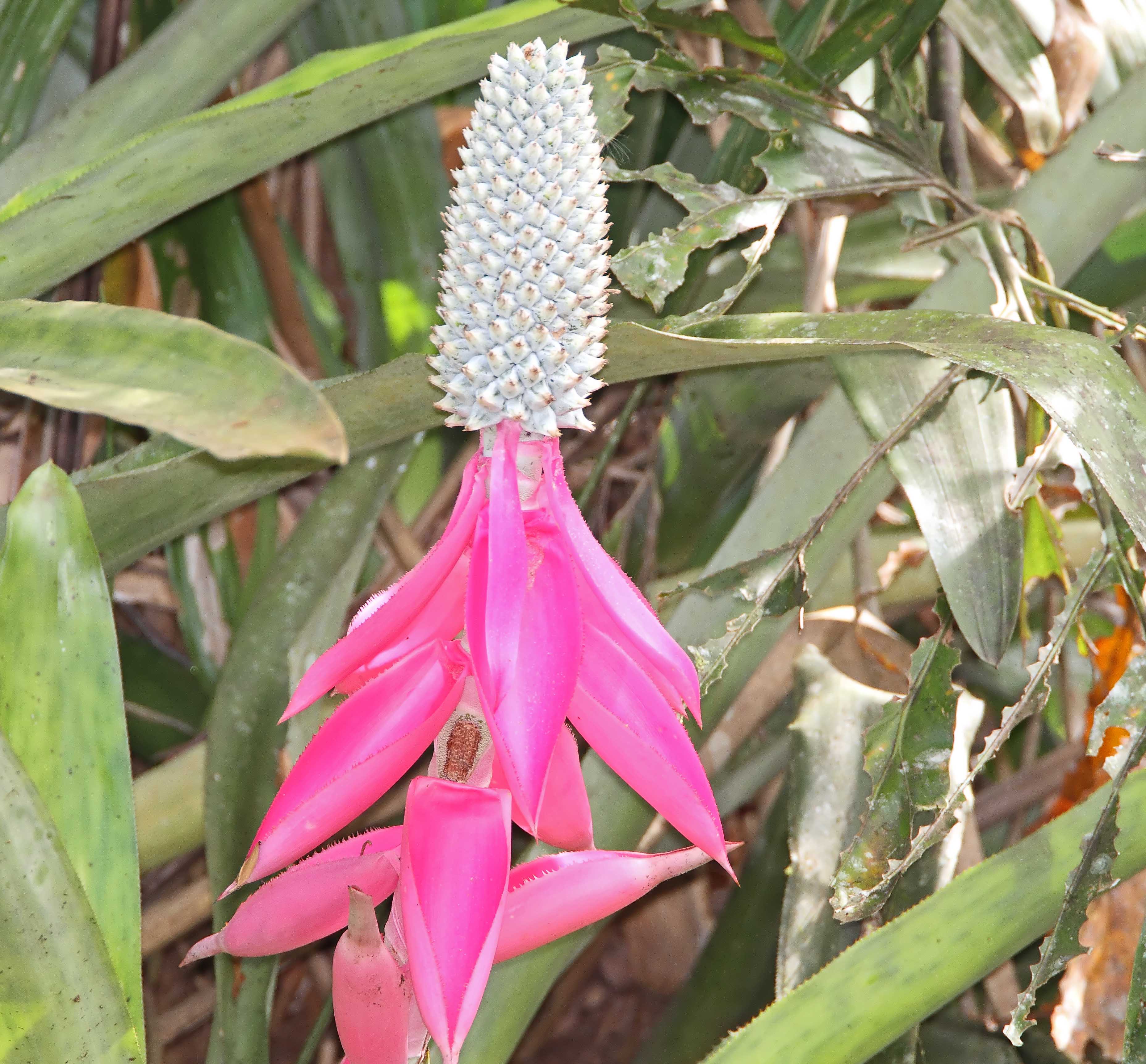 Corpus Bromeliad_7948.jpg