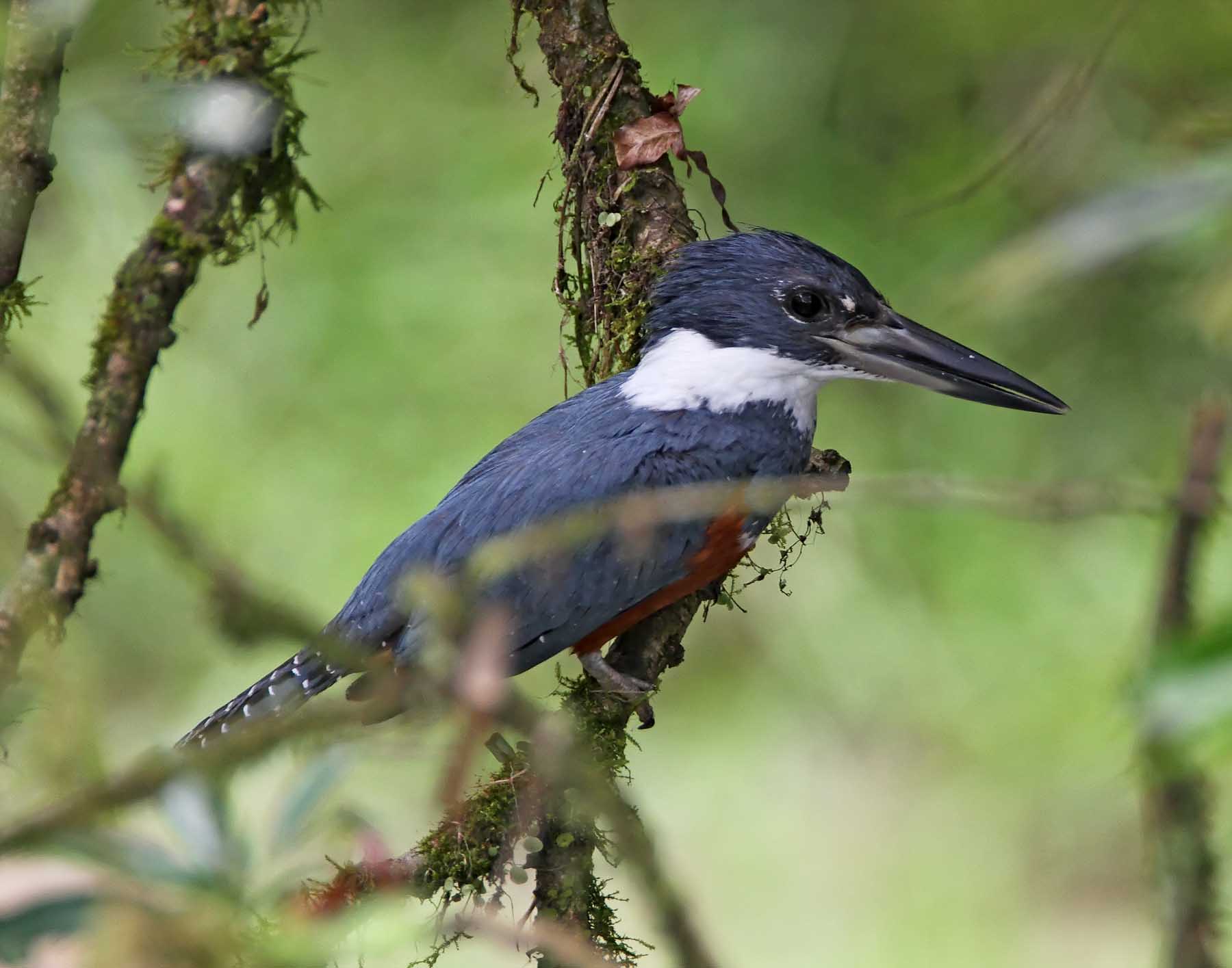 Ringed Kingfisher - female_8061.jpg