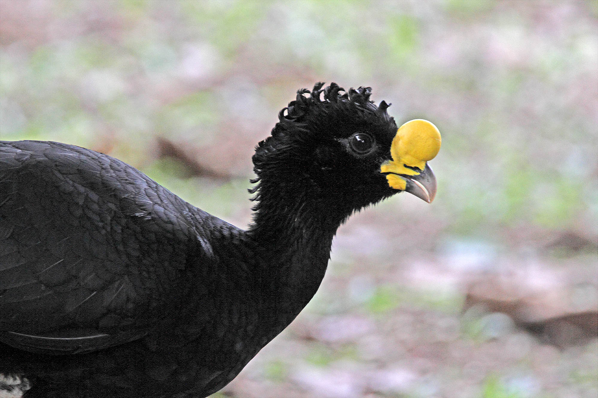 Great Curassow - male_8930.jpg