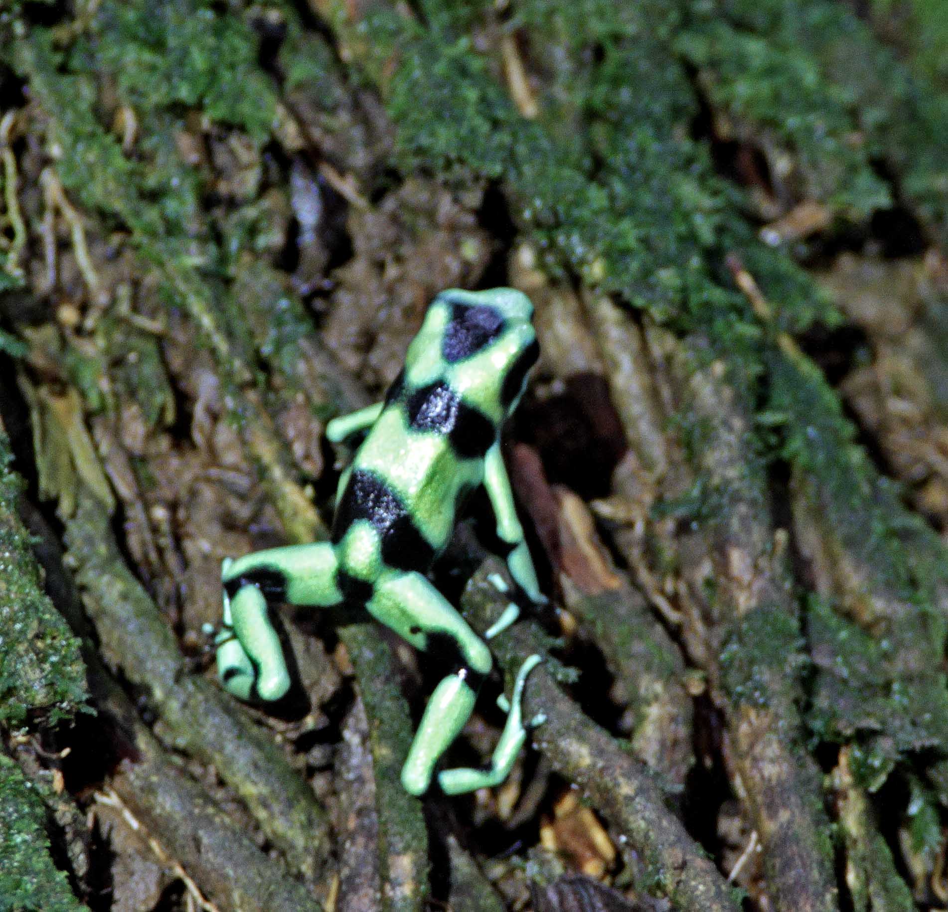 Green-and-Black Poison Dart Frog_8544.jpg