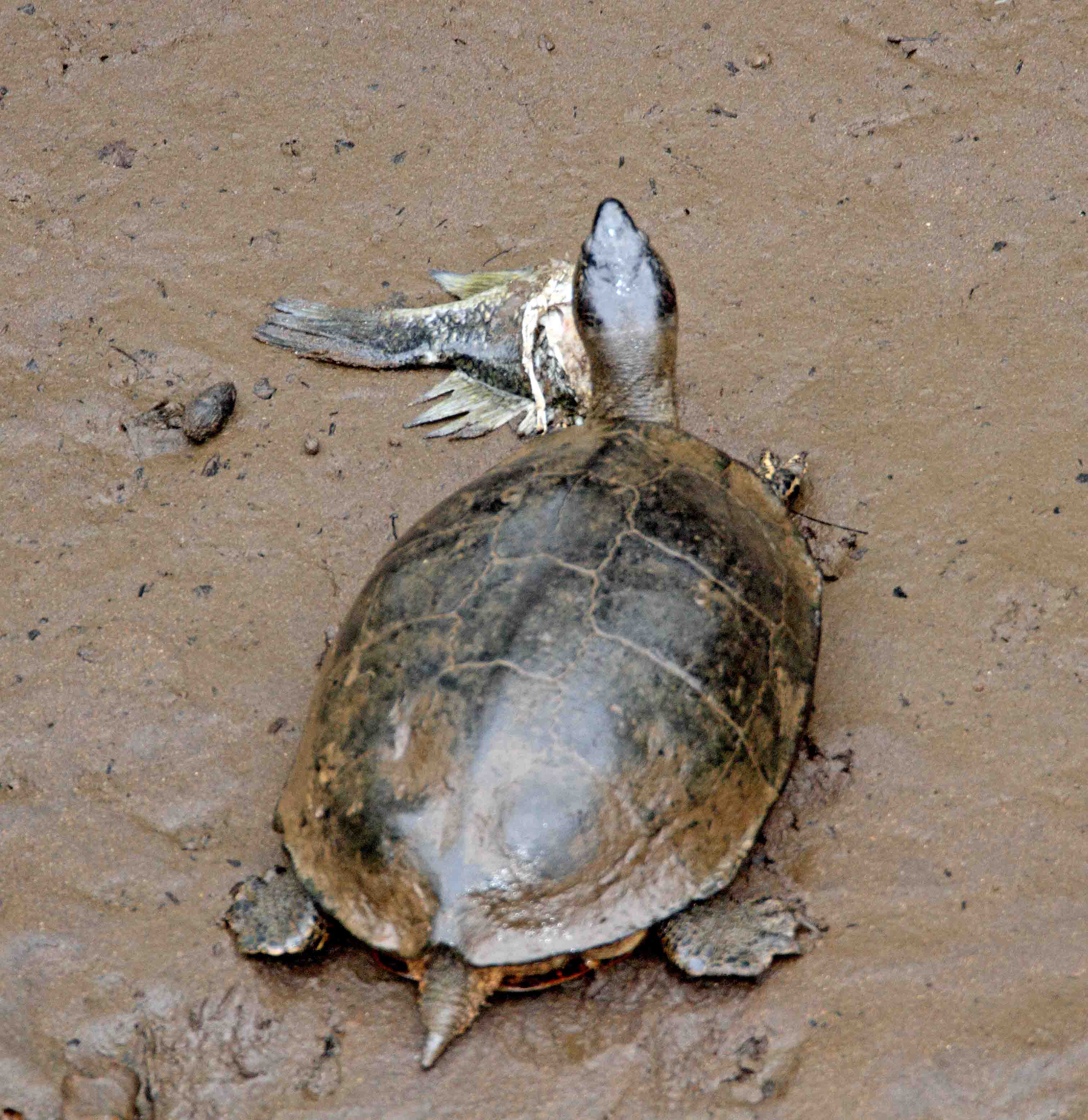 Black River Turtle - eating fish_8358.jpg