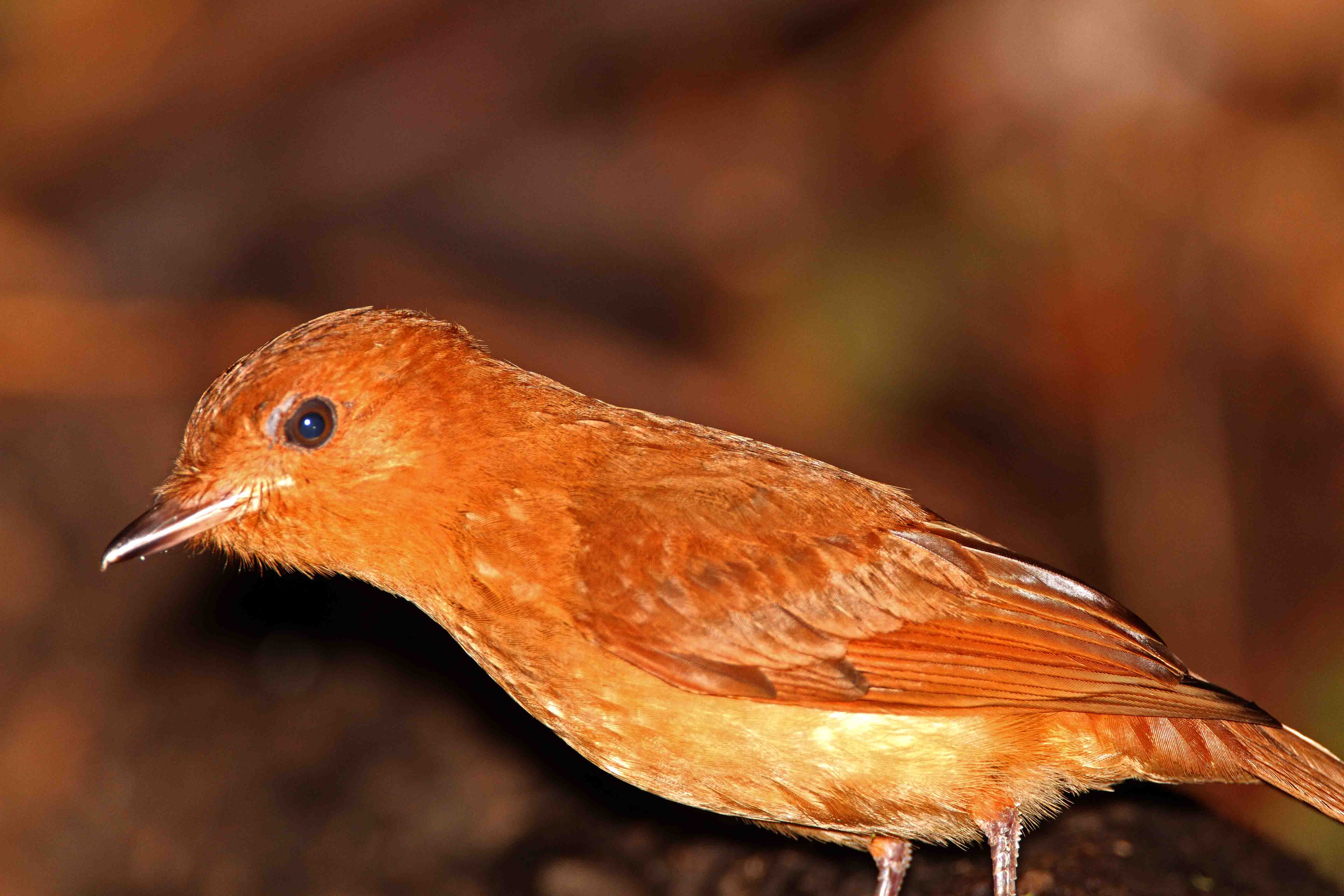 Rufous Mourner_8887.jpg