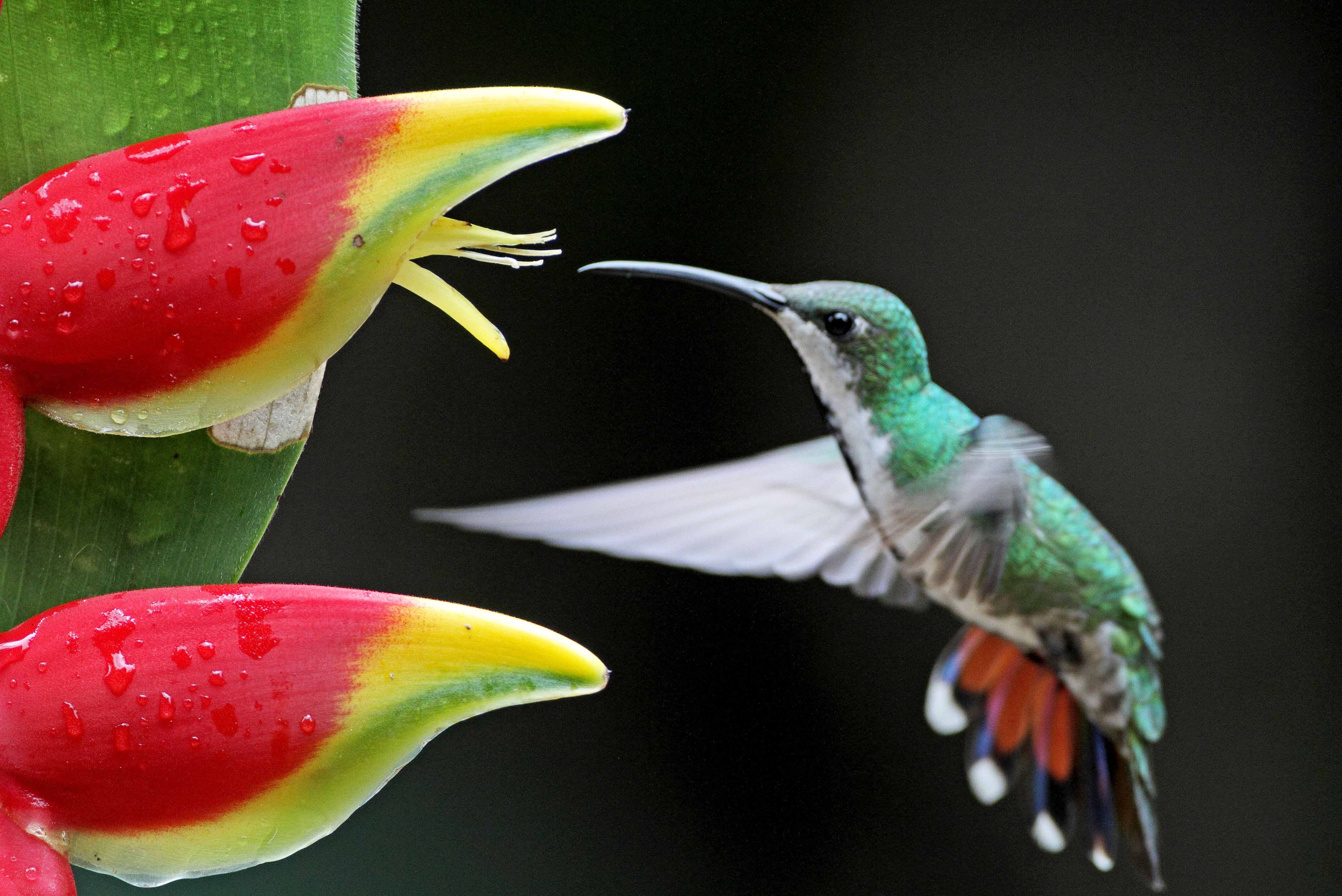 Green-breasted Mango - female_0131.jpg