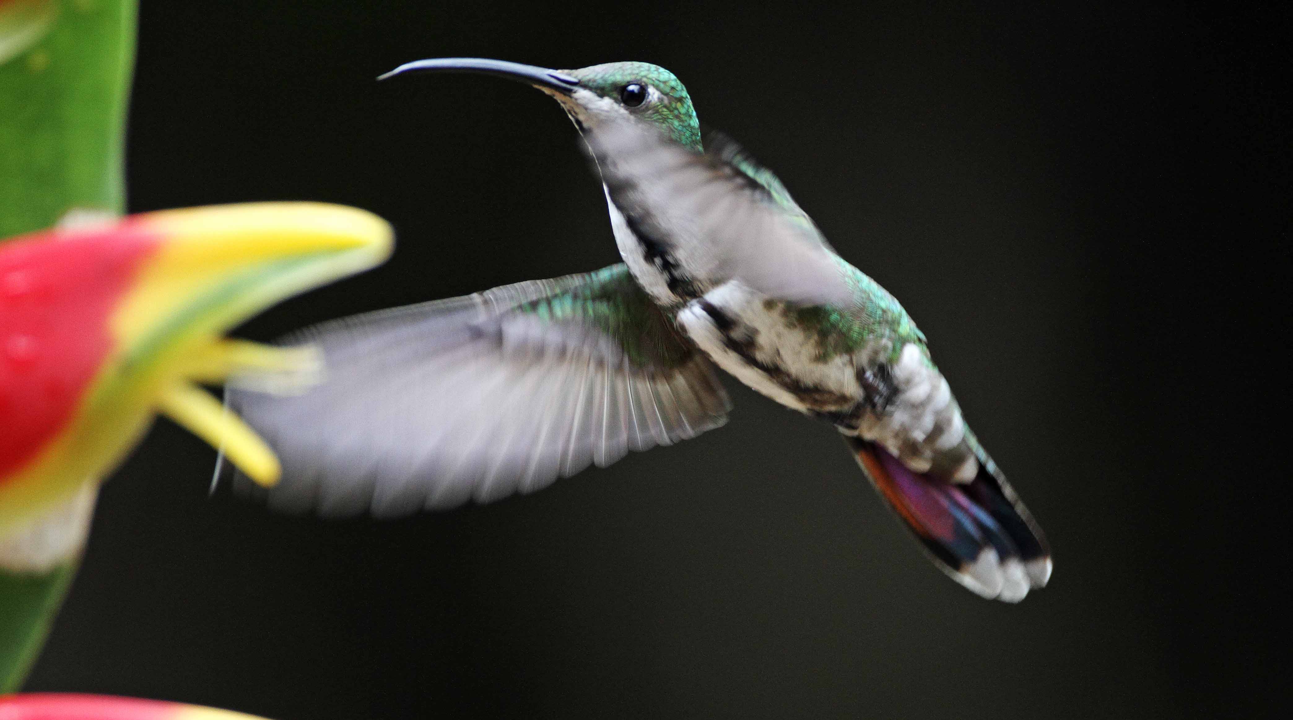 Green-breasted Mango - female_0186.jpg