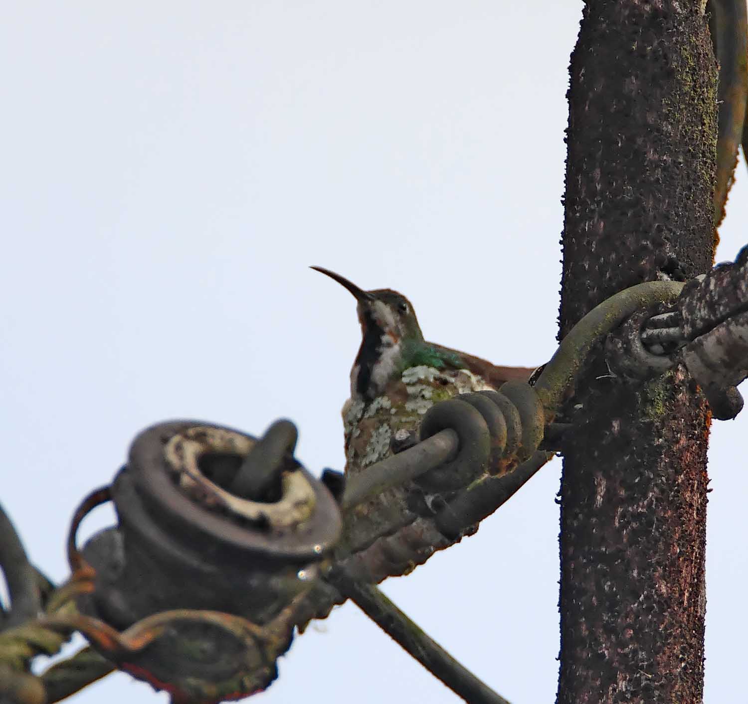 Green-breasted Mango - in nest_0946.jpg