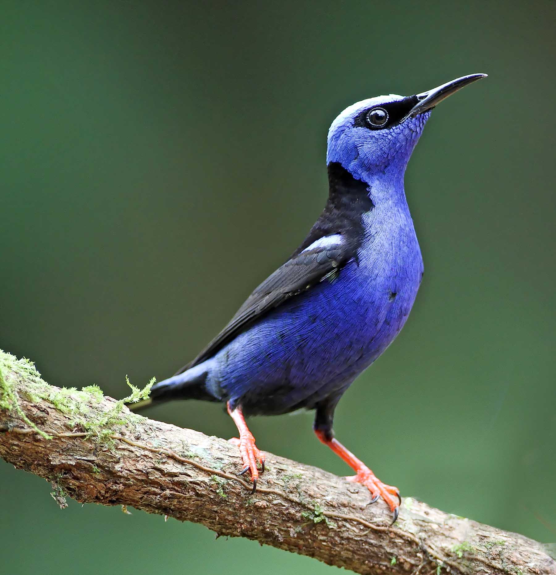 Red-legged Honeycreeper - male_0510.jpg