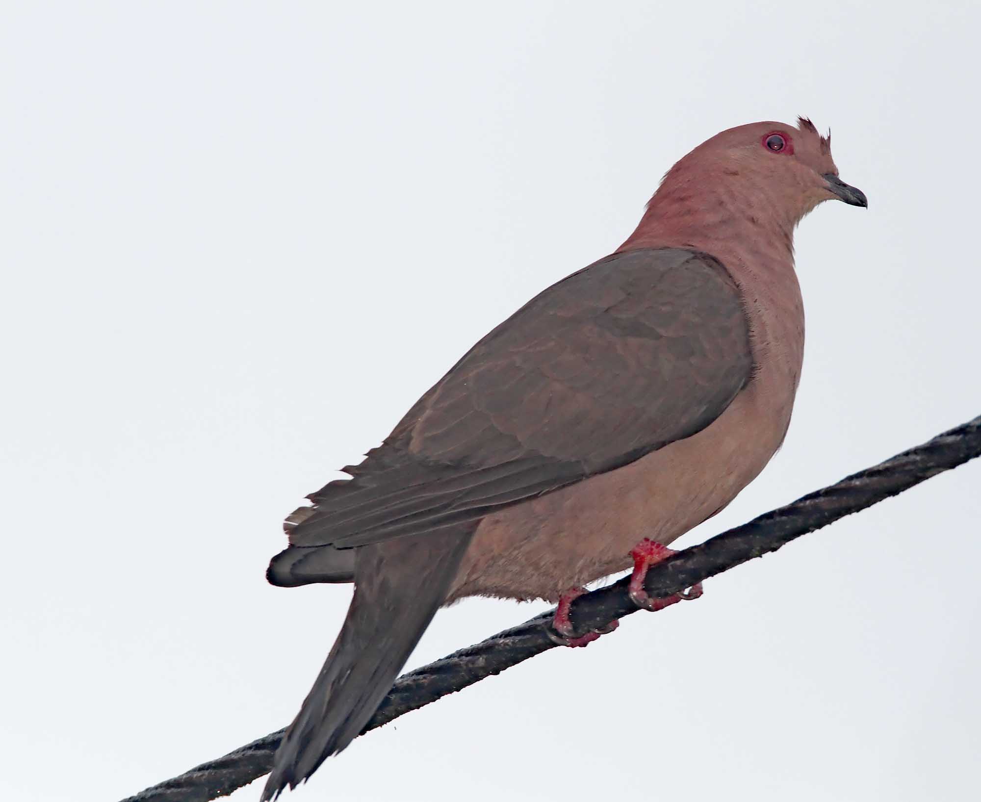 Short-billed Pigeon_9032.jpg