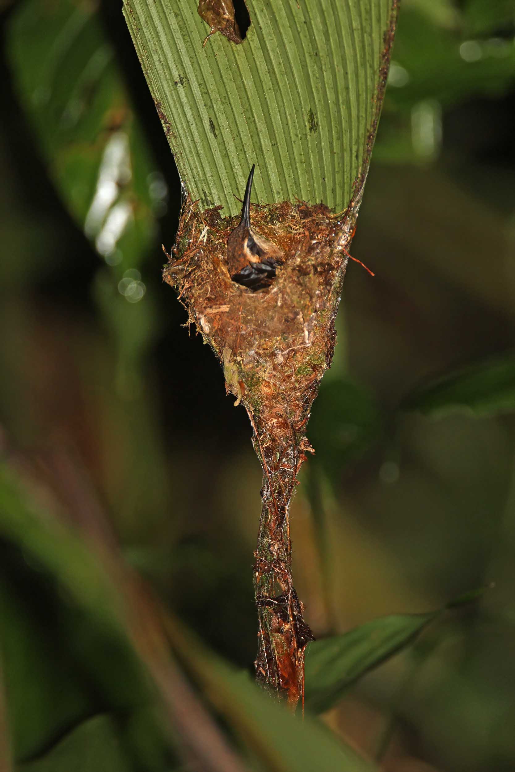 Stripe-throated Hermit in nest_9541.jpg