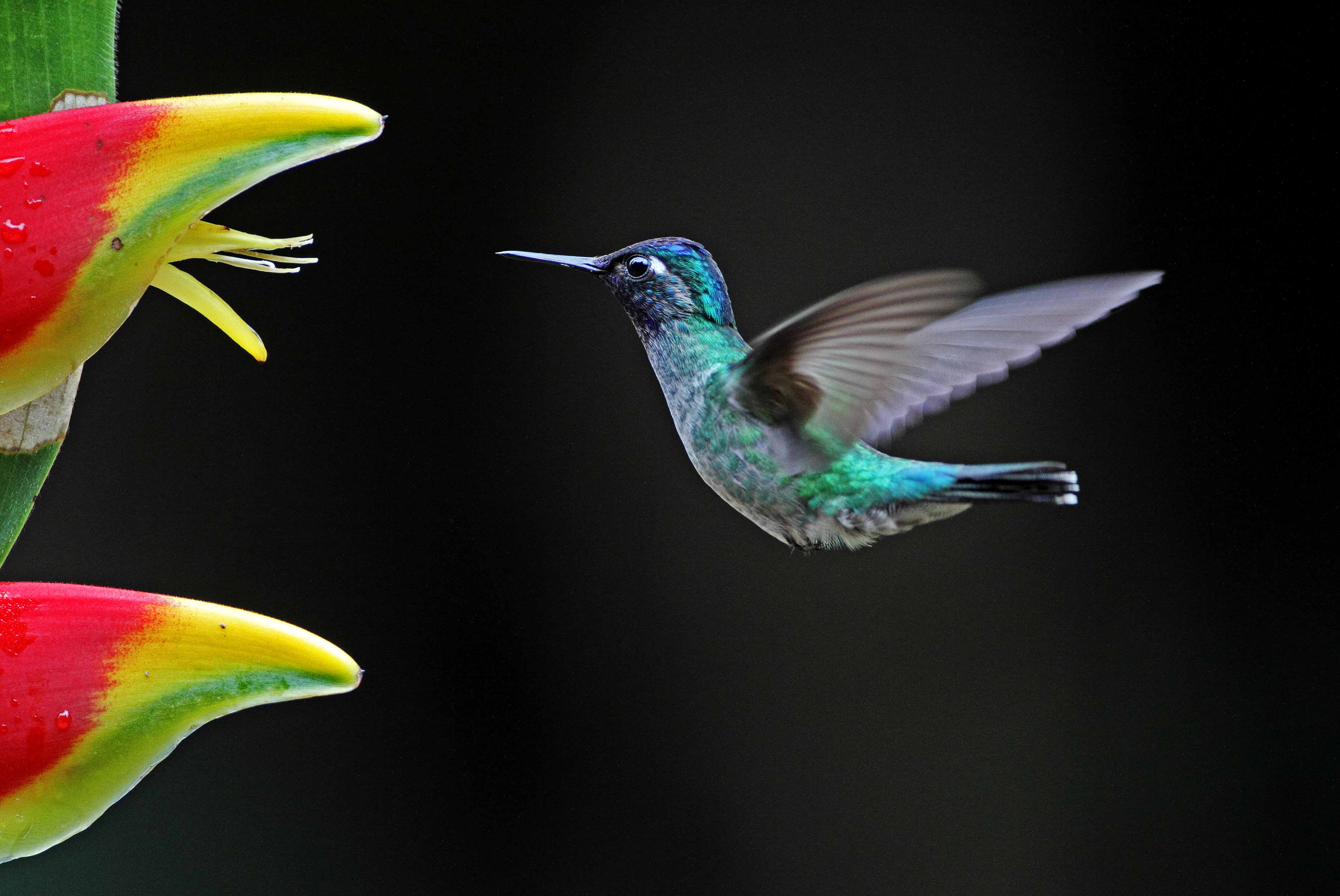 Violet-headed Hummingbird - male_0038.jpg