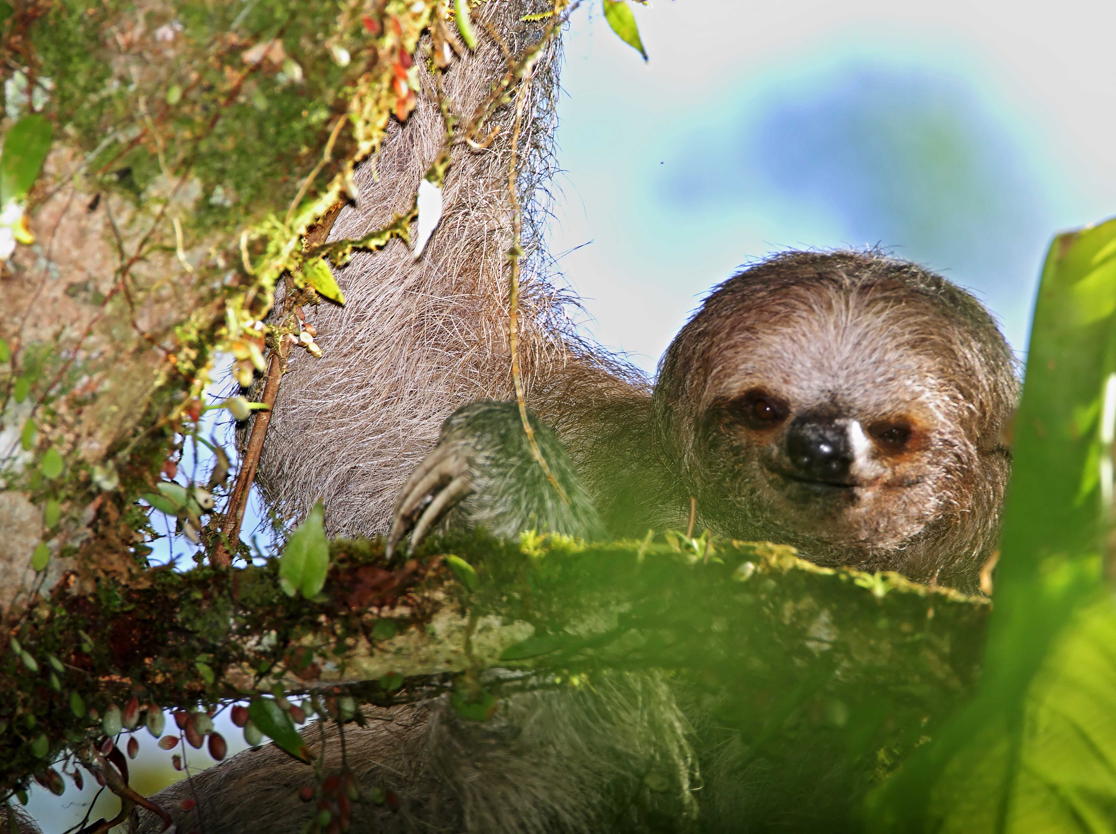 Brown-throated Three-toed Sloth_1051.jpg