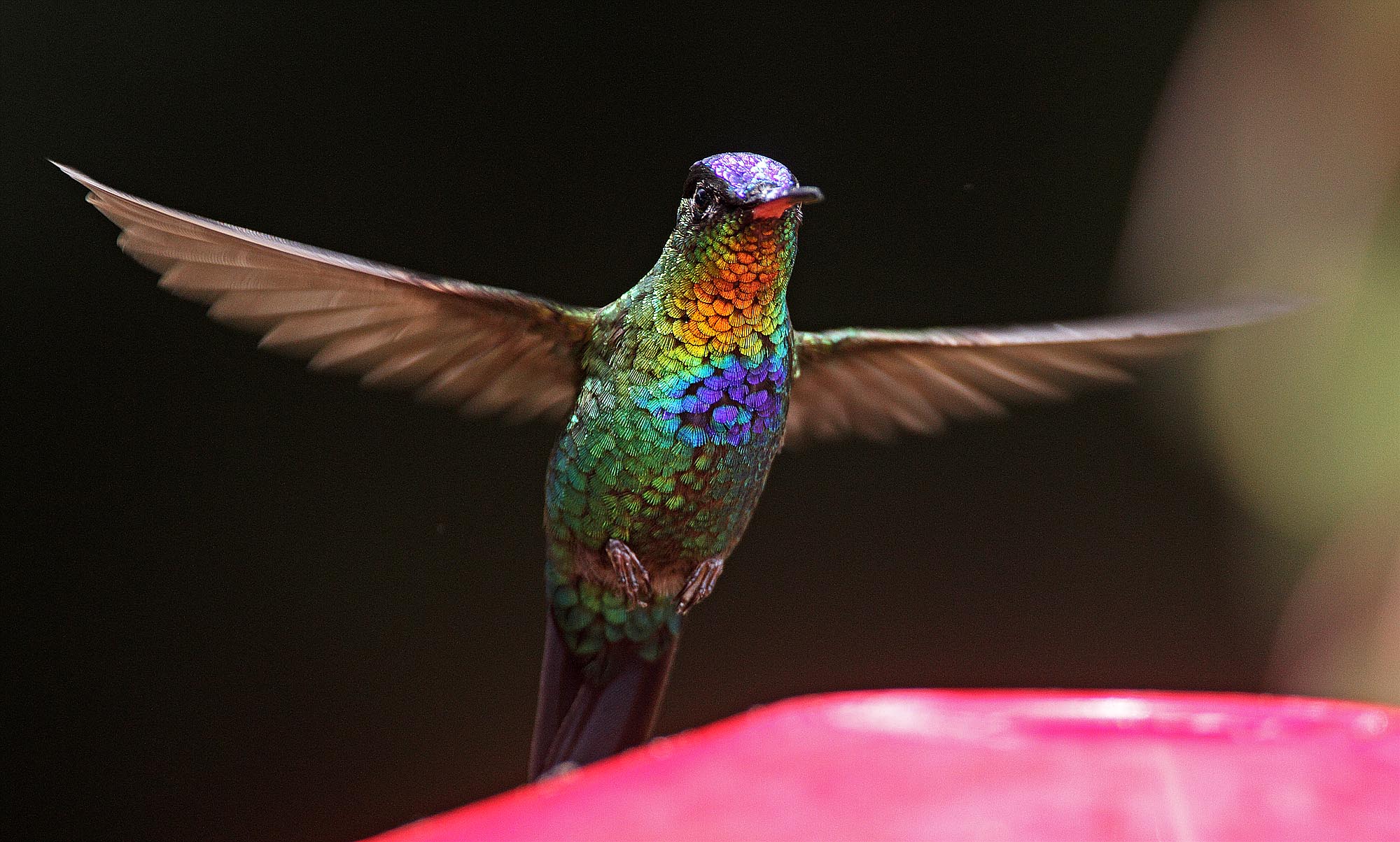 Fiery-throated Hummingbird - male_1921.jpg