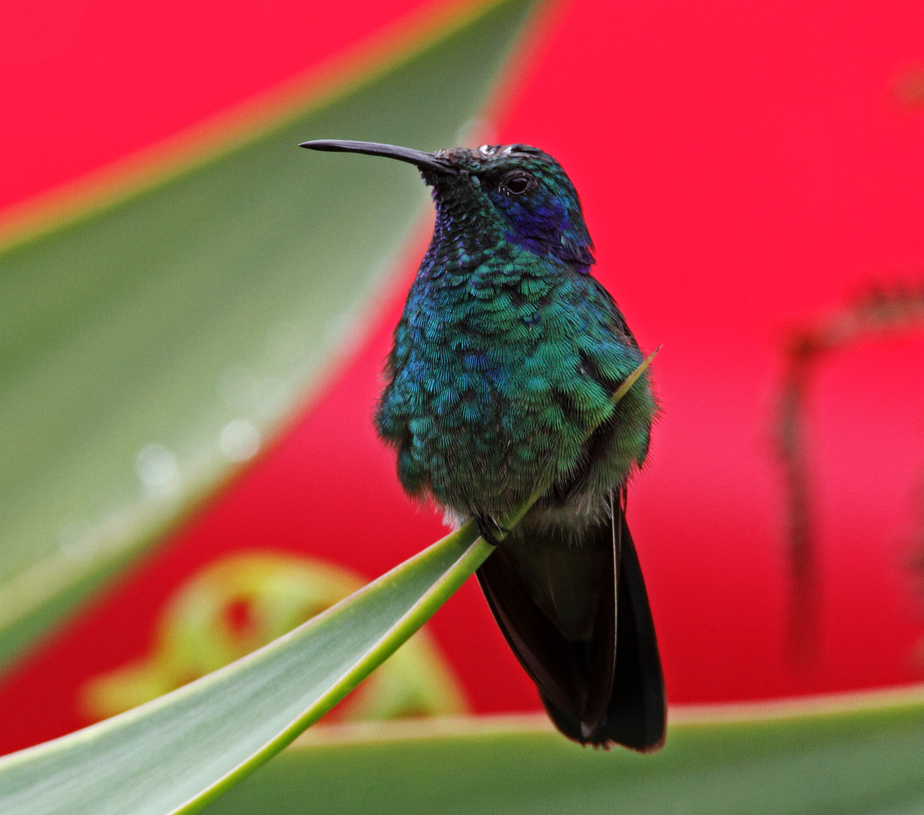 Lesser Violetear_2106.jpg