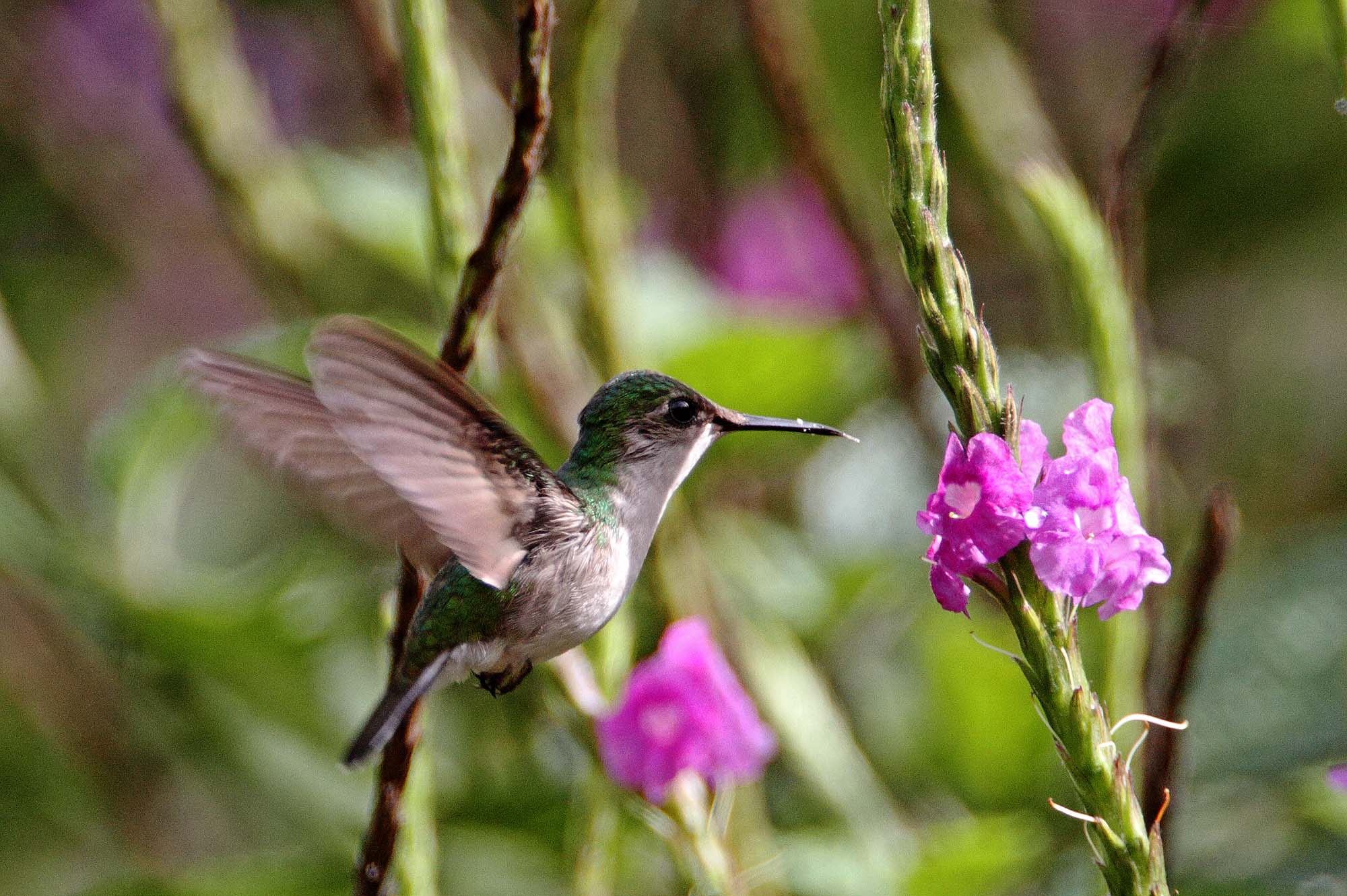 Snowcap - female_1081.jpg