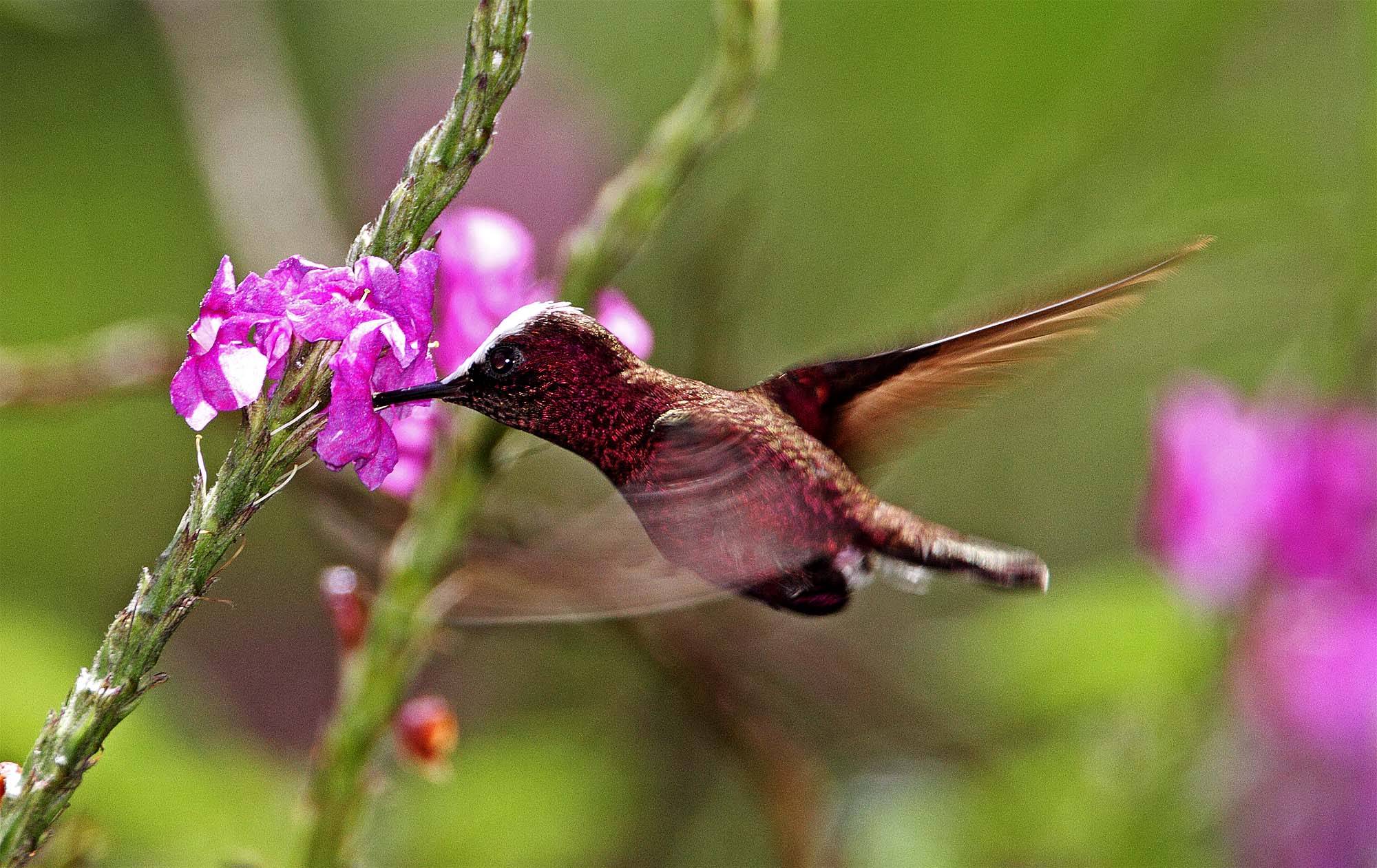 Snowcap - male_1229.jpg