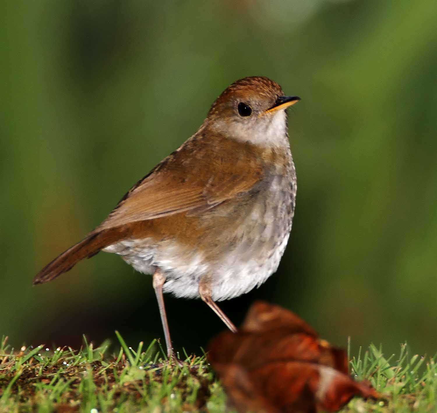 Ruddy-capped Nightingale-Thrush_2184.jpg