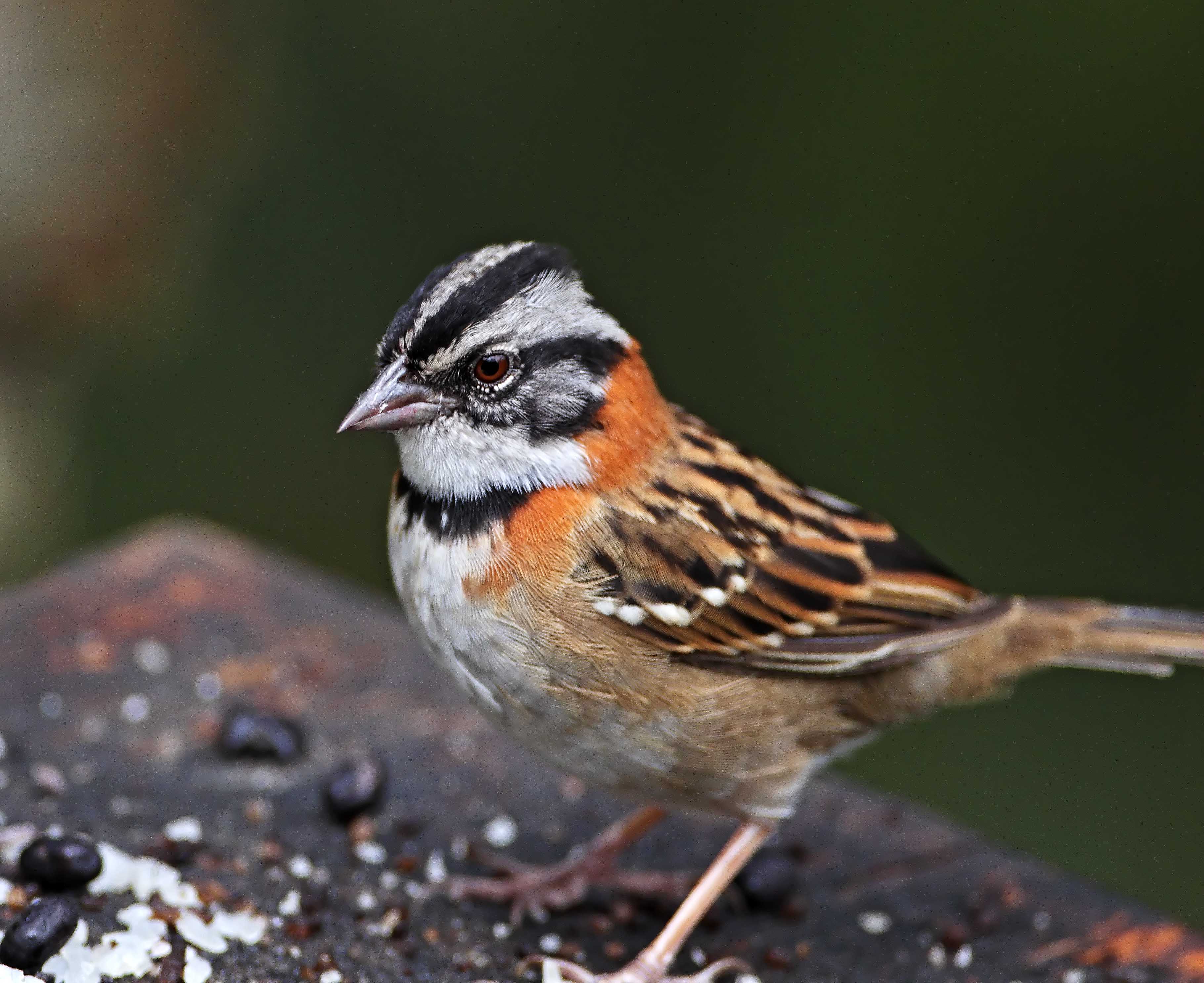 Rufous-collared Sparrow_1944.jpg