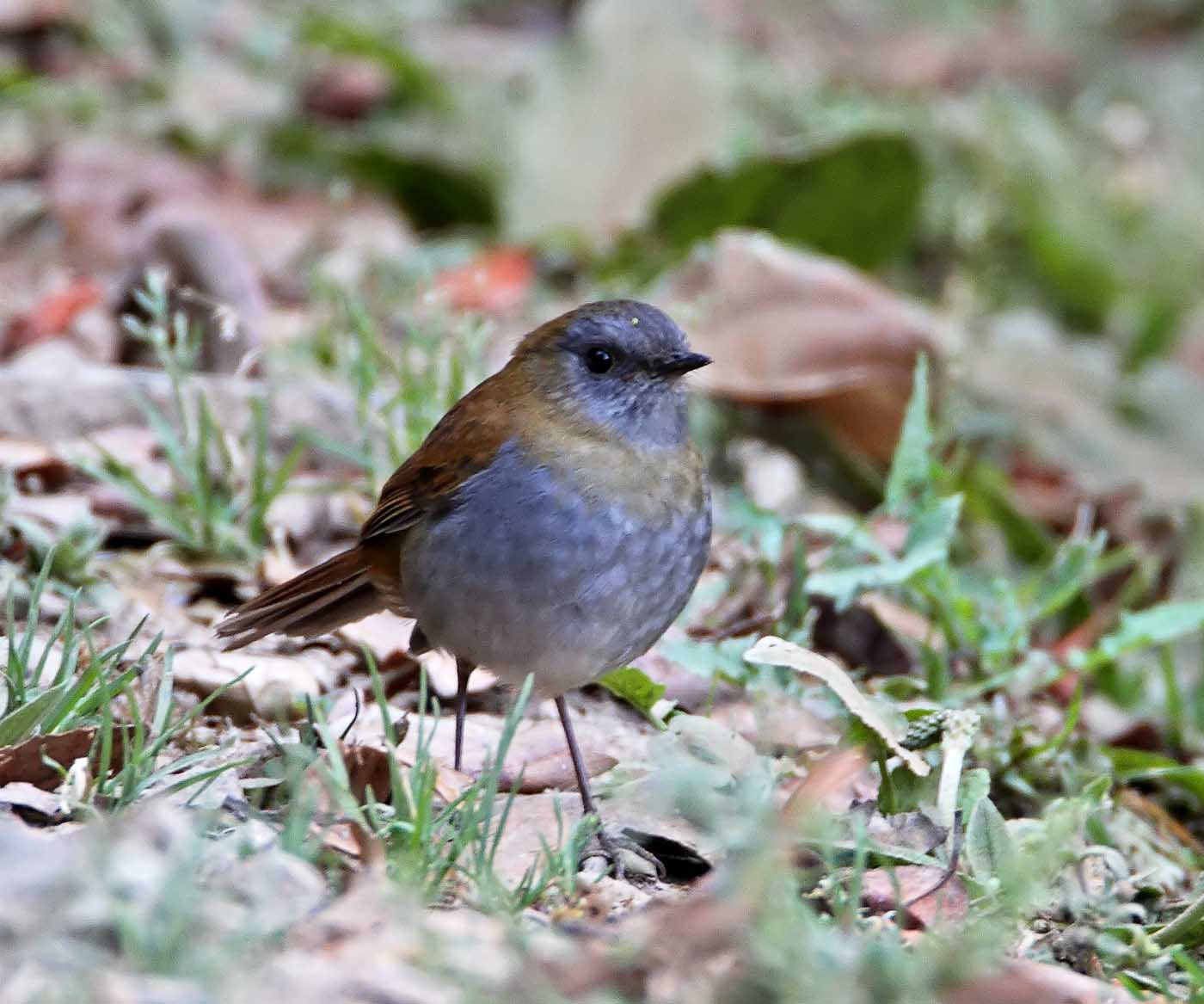 Black-billed Nightingale-Thrush_2272.jpg
