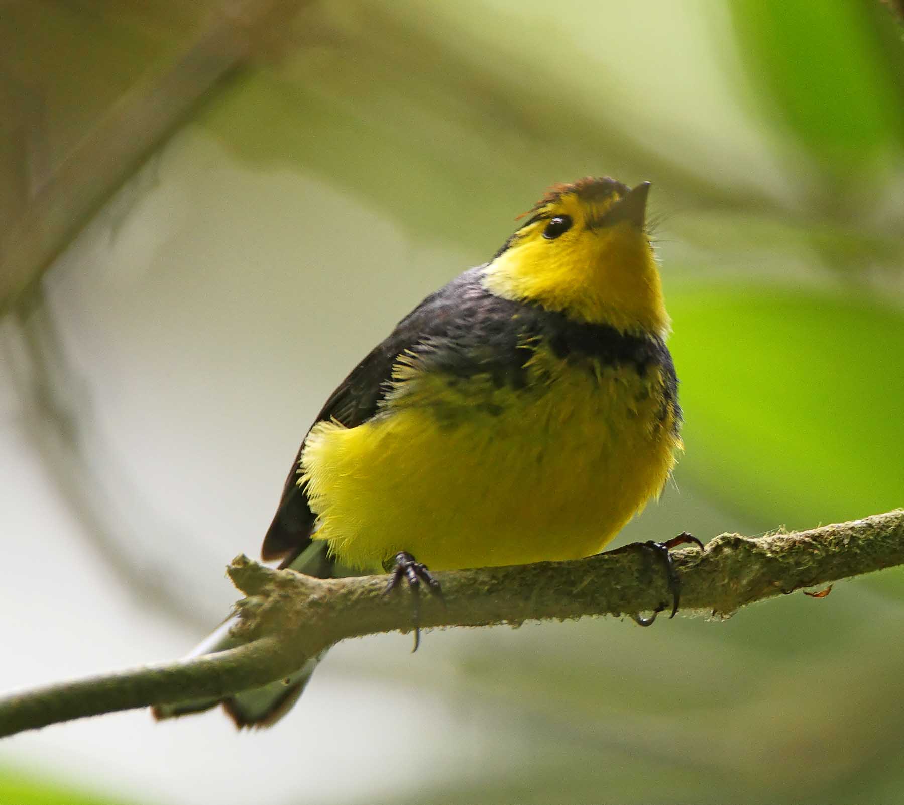 Collared Redstart_2725.jpg