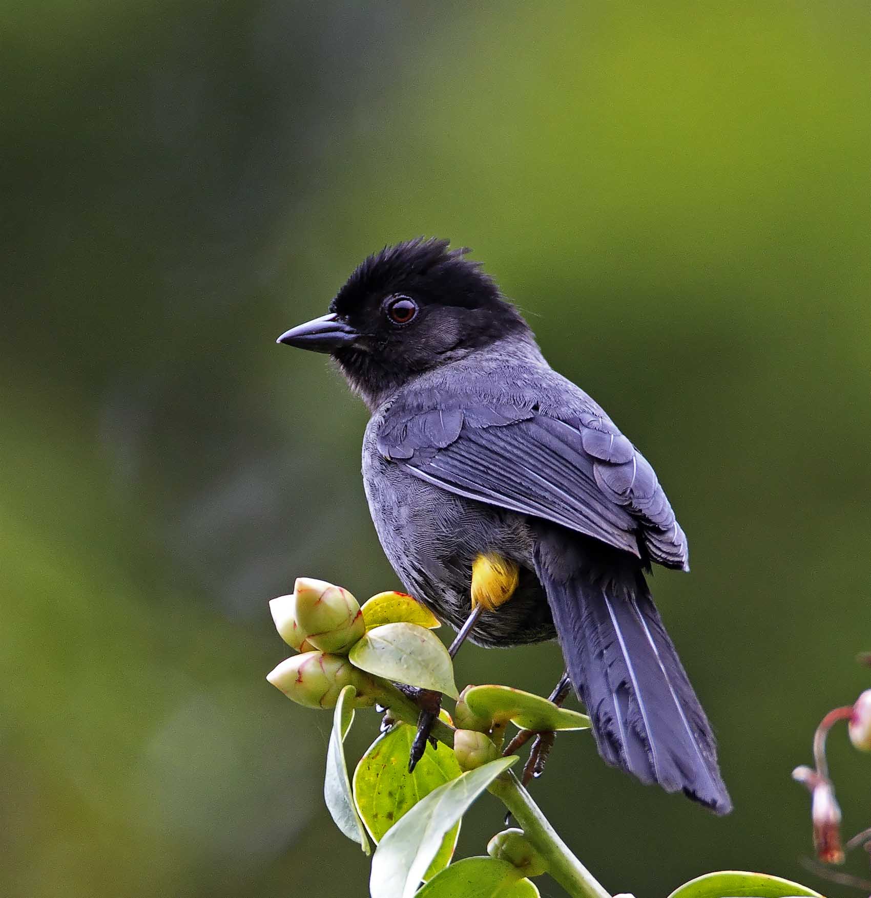 Yellow-thighed Brushfinch_2856.jpg