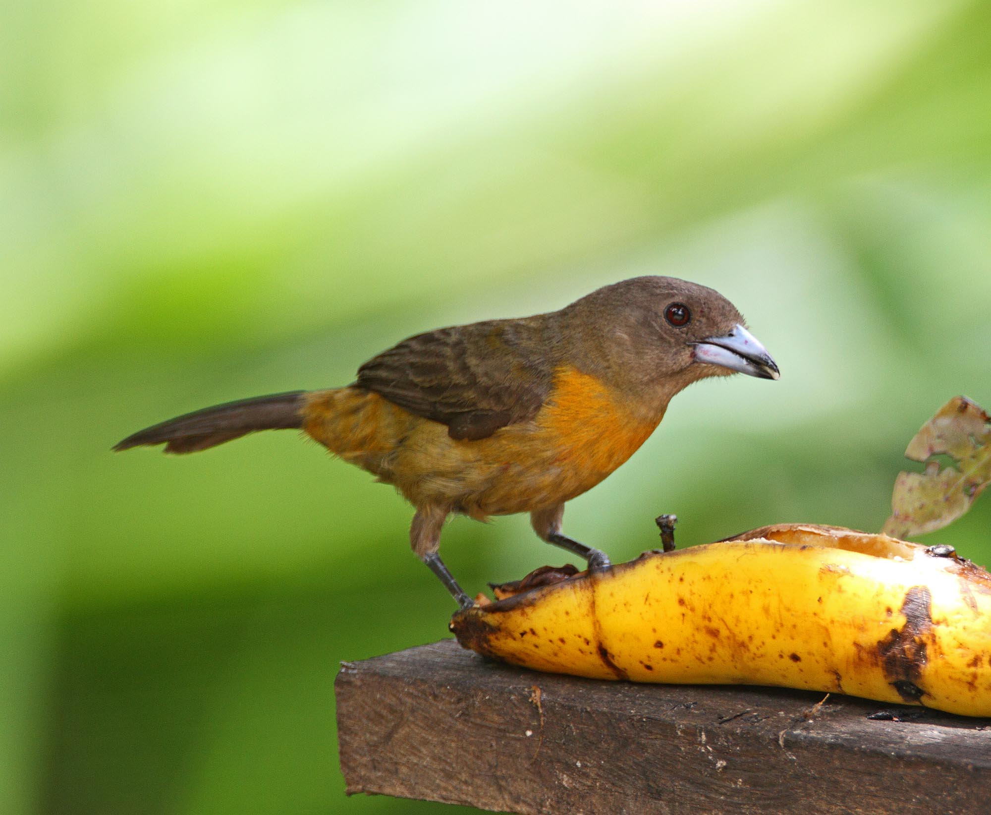 Cherries Tanager - female_3291.jpg