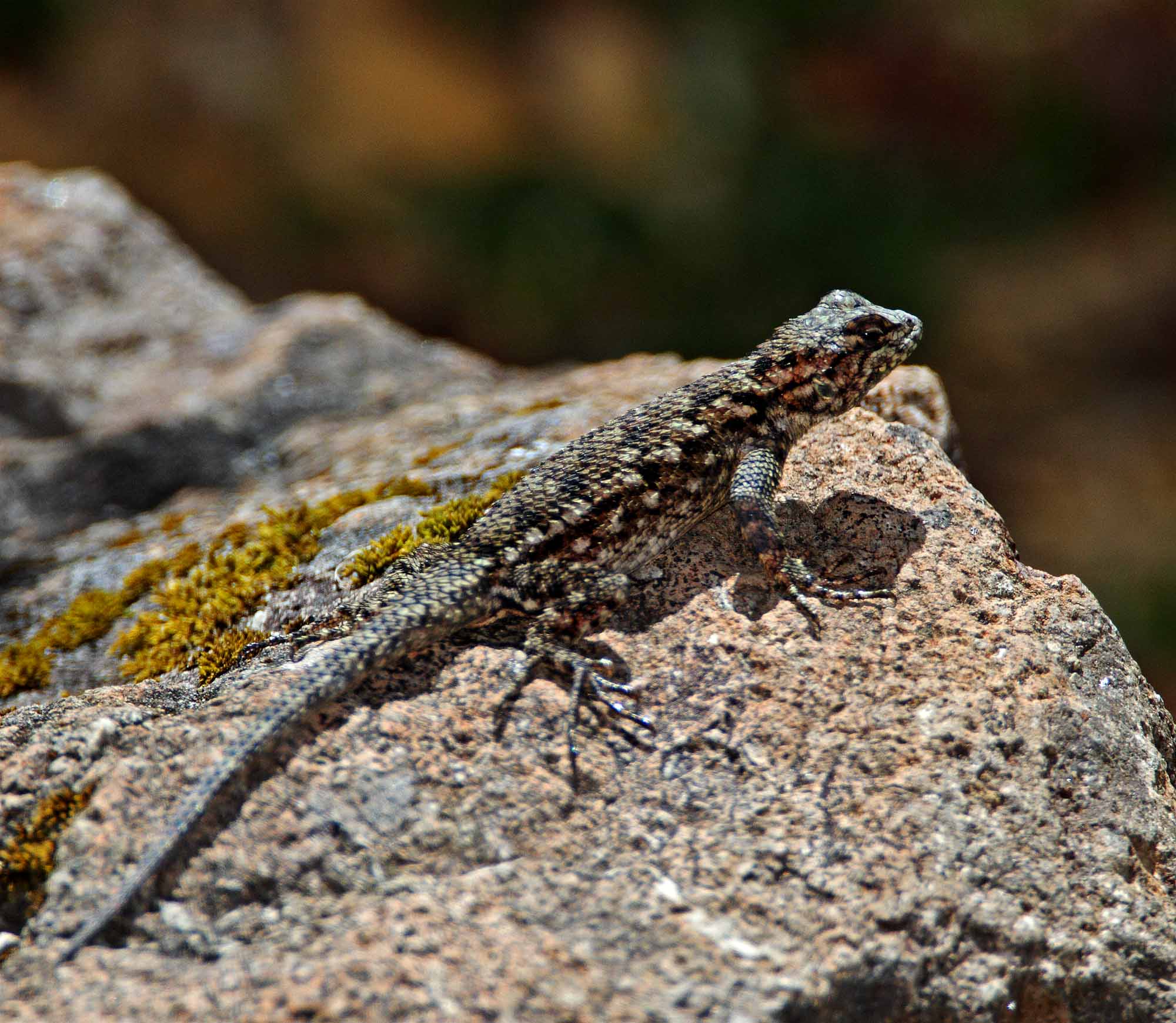 Green Spiny Lizard_3156.jpg