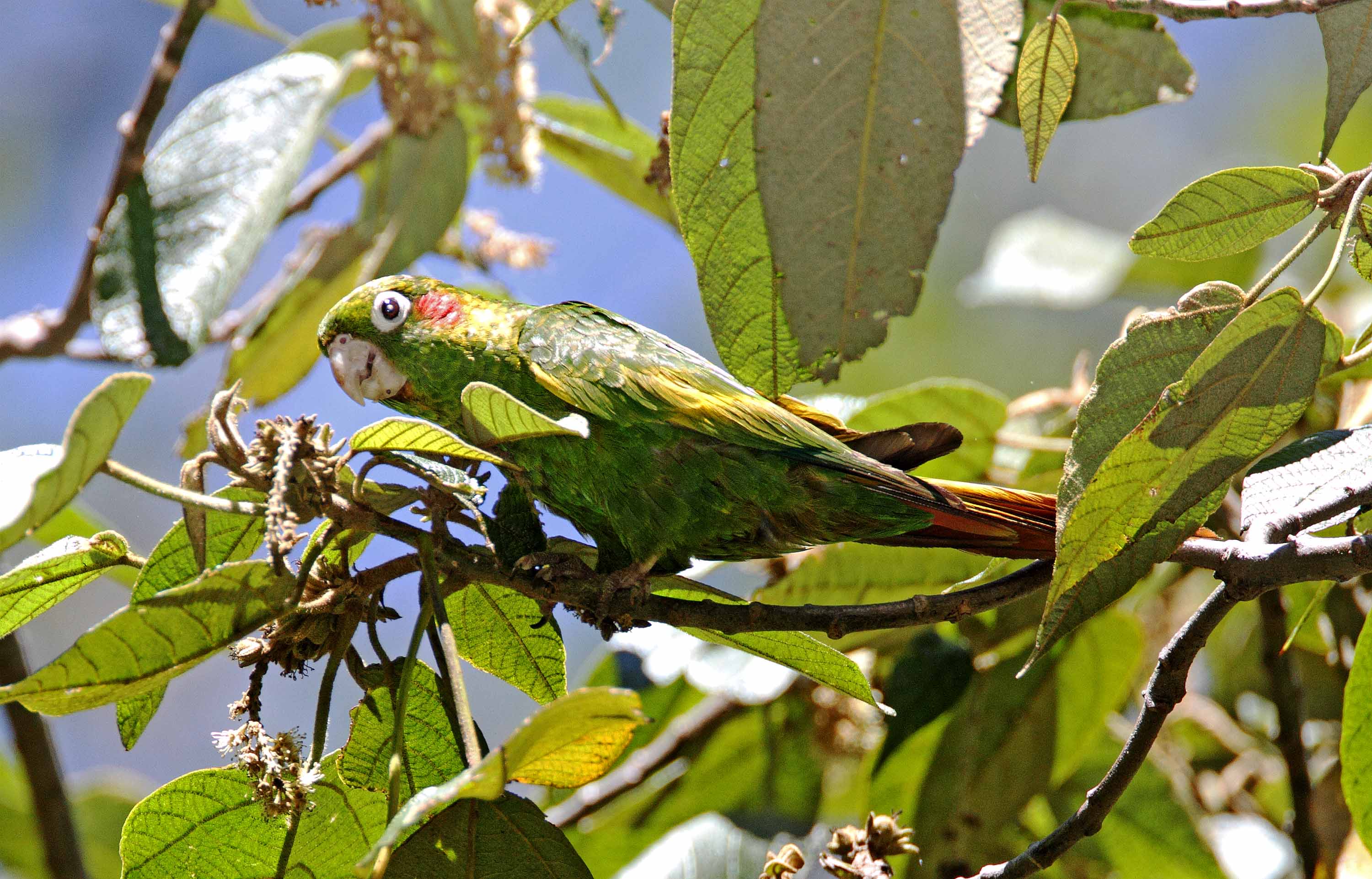 Sulphur-winged Parakeet_3768.jpg