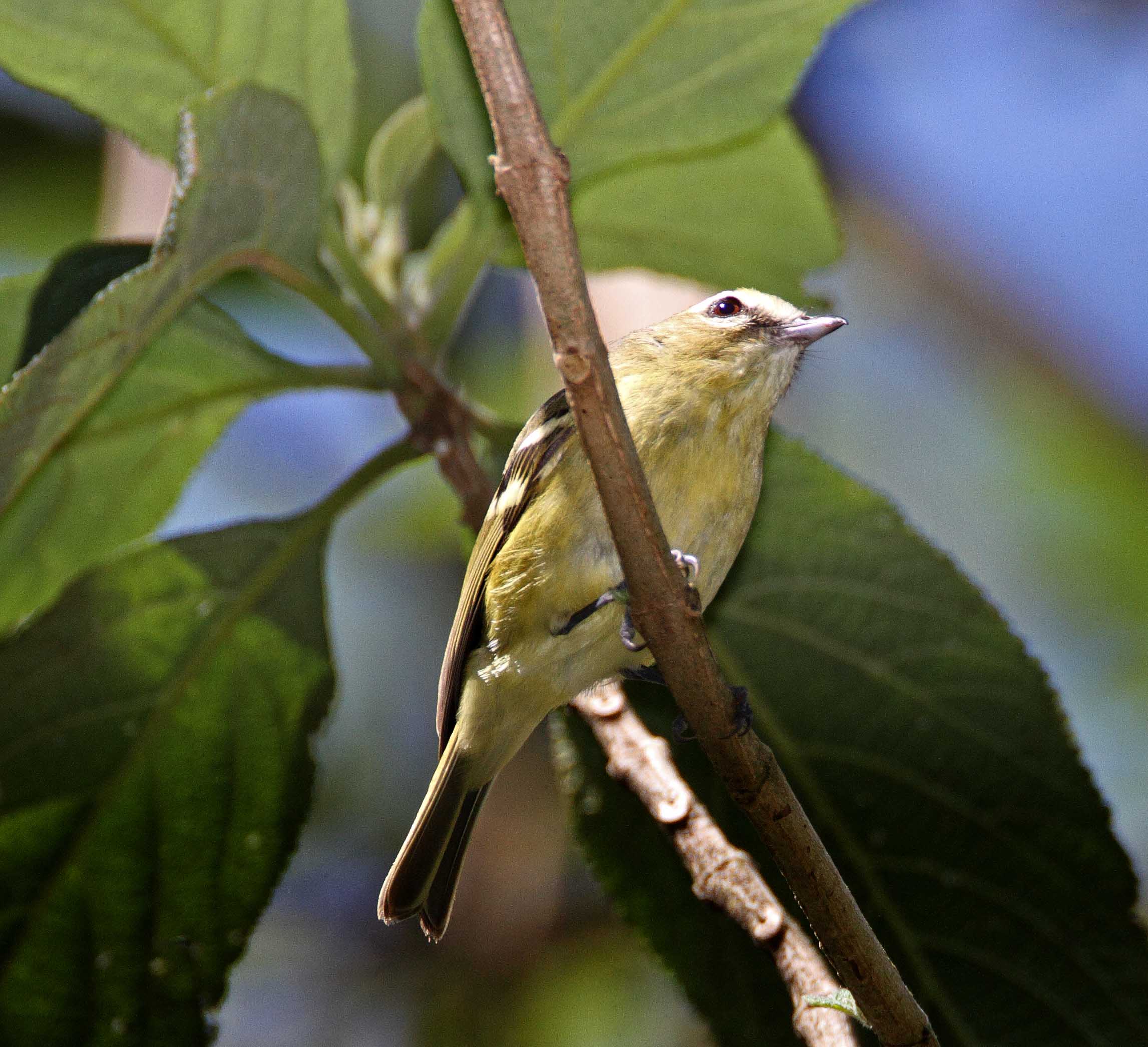Yellow-winged Vireo_3720.jpg