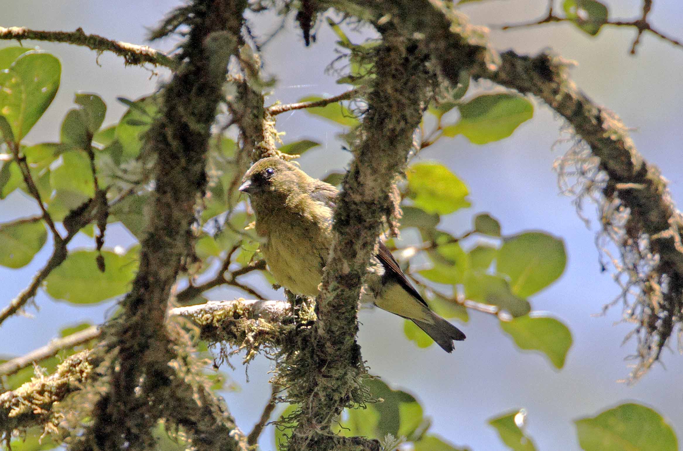 Yellow-bellied Siskin_3811.jpg