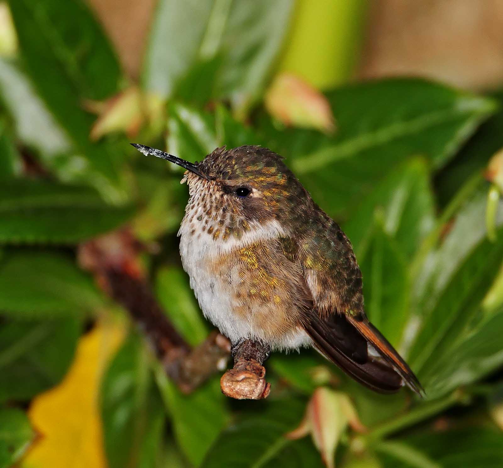 Volcano Hummingbird - female_3496.jpg