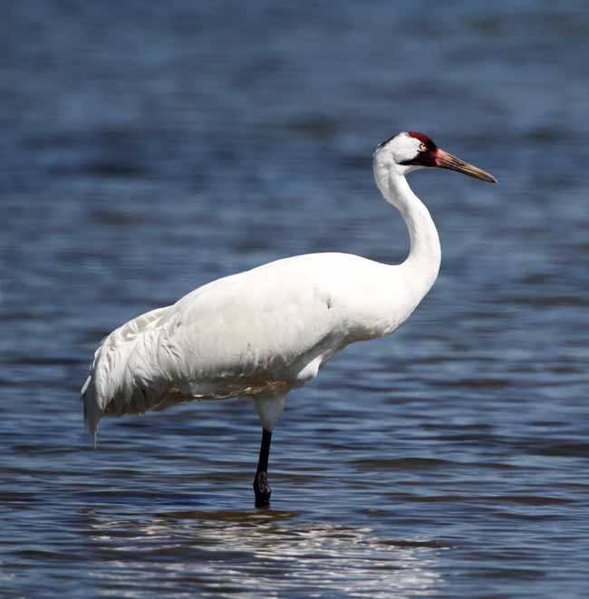 Whooping Crane - adult_5295.jpg