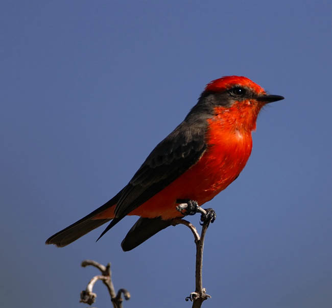 Vermilion Flycatcher - male_6163.jpg