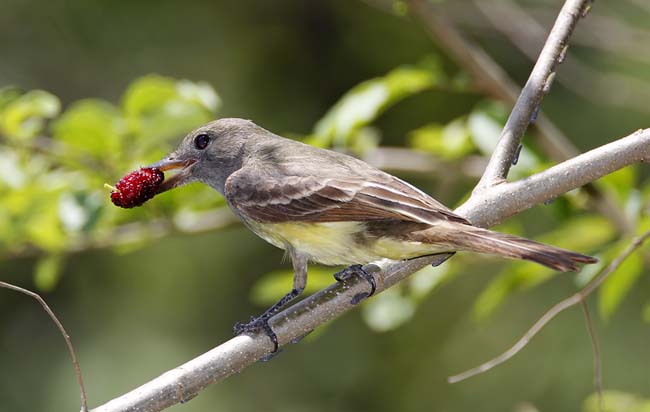 Great Crested Flycatcher_7400.jpg