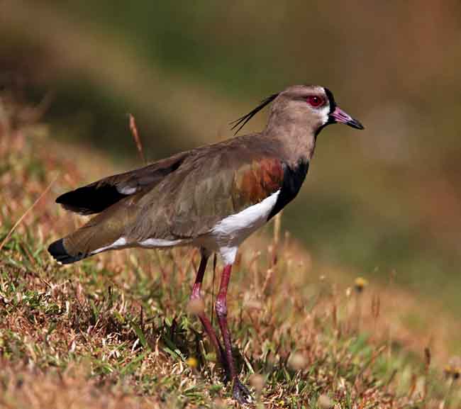 Southern Lapwing_6386.jpg