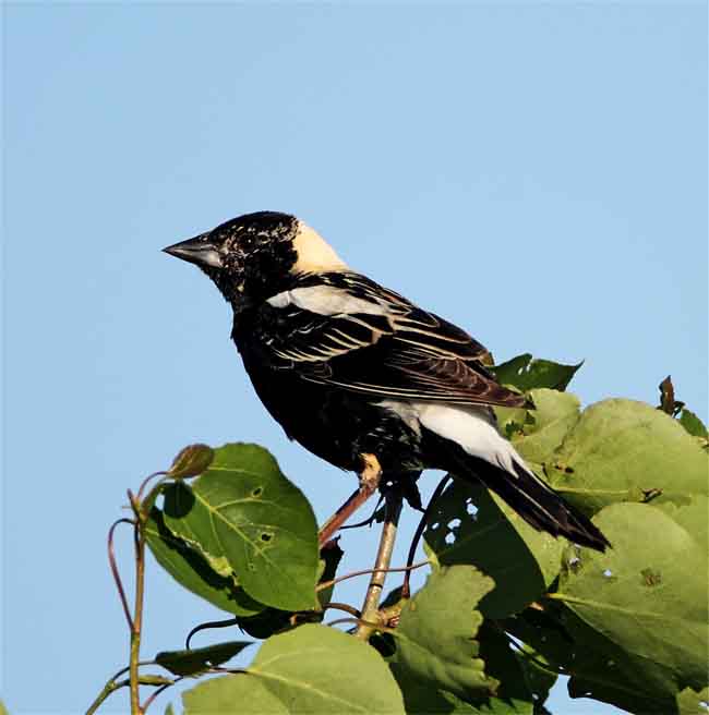 Bobolink - breeding male_9969.jpg
