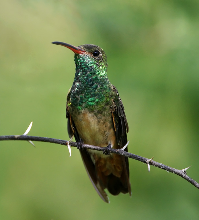 Buff-bellied Hummingbird_6733.jpg