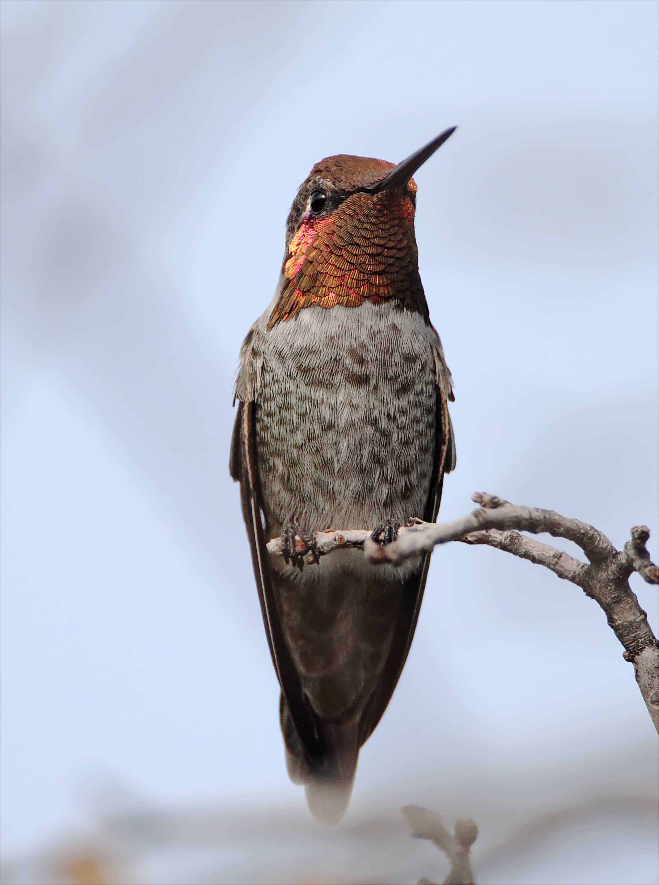 Annas Hummingbird - male_3720.jpg