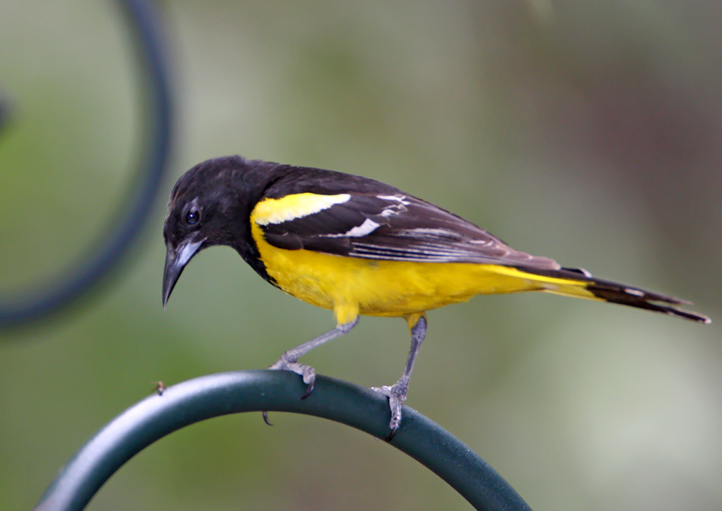 Scotts Oriole - male_1517.jpg
