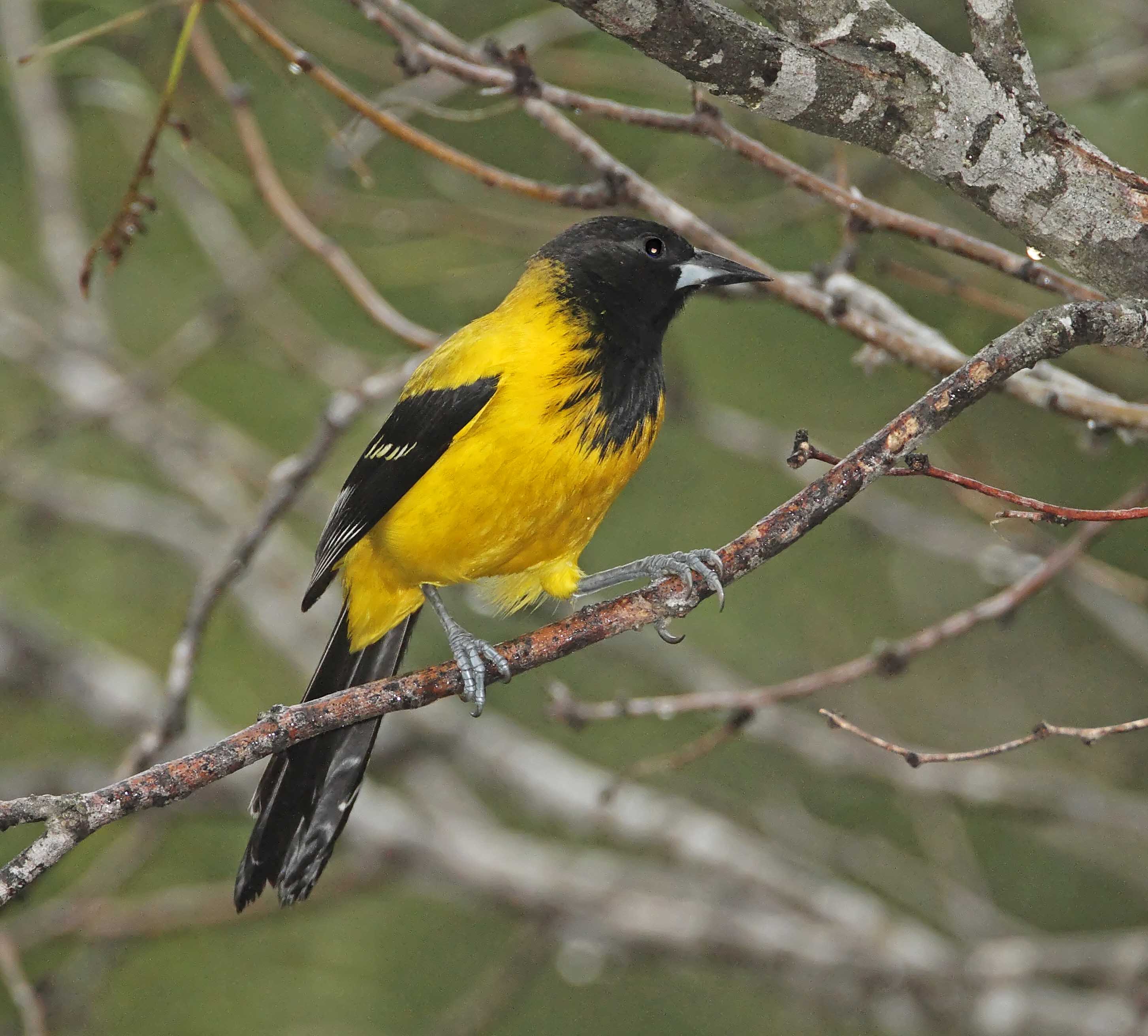Audubons Oriole_5597.jpg