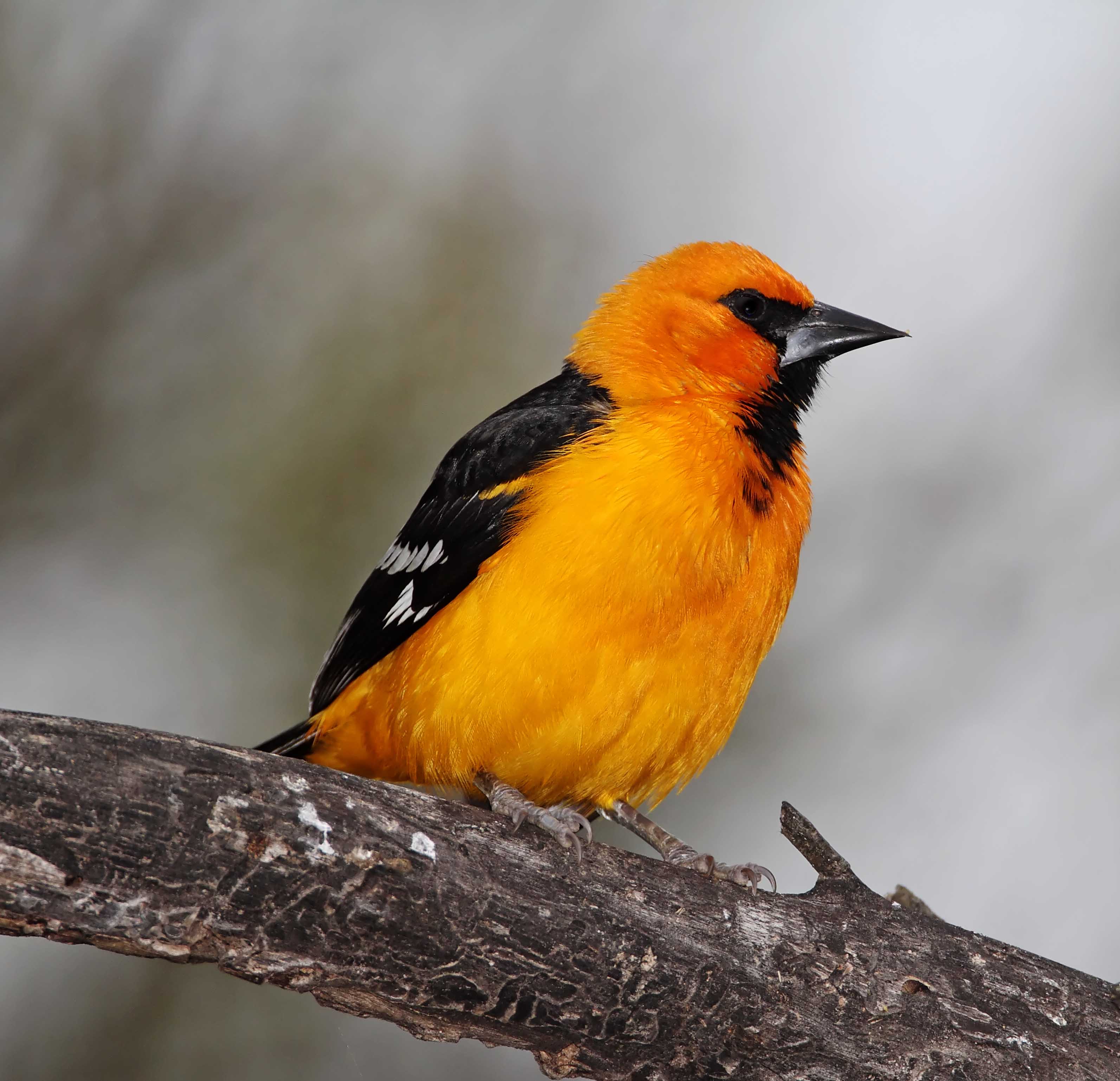 Altamira Oriole_5594.jpg