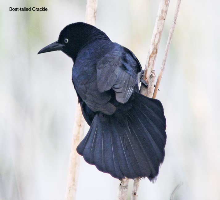 Boat-tailed Grackle - male_2214.jpg