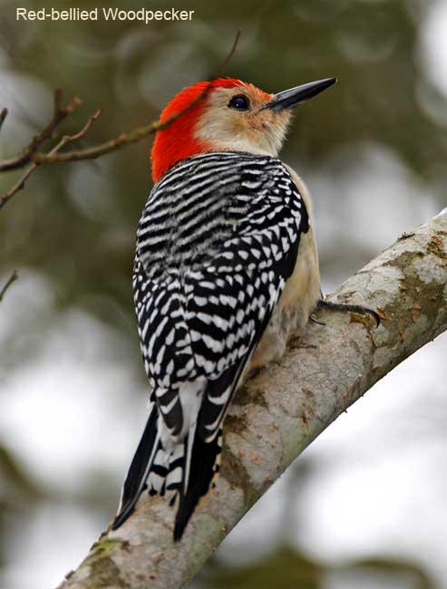 Red-bellied Woodpecker - male_3611.jpg