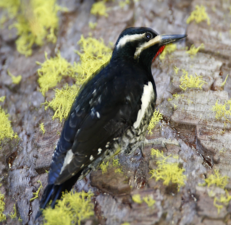 Williamsons Sapsucker - male_1334.jpg