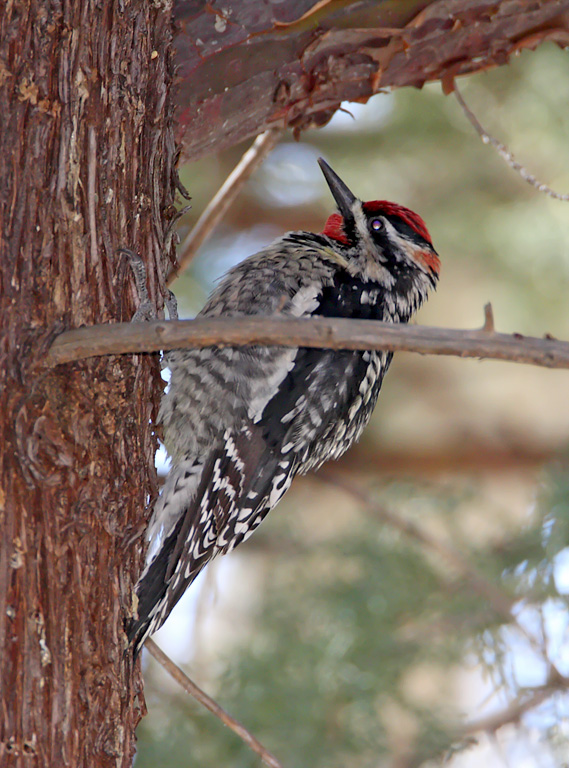 Red-naped Sapsucker - female_5643.jpg
