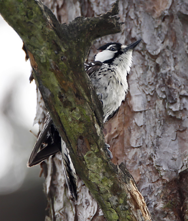 Red-cockaded Woodpecker - male_0947.jpg