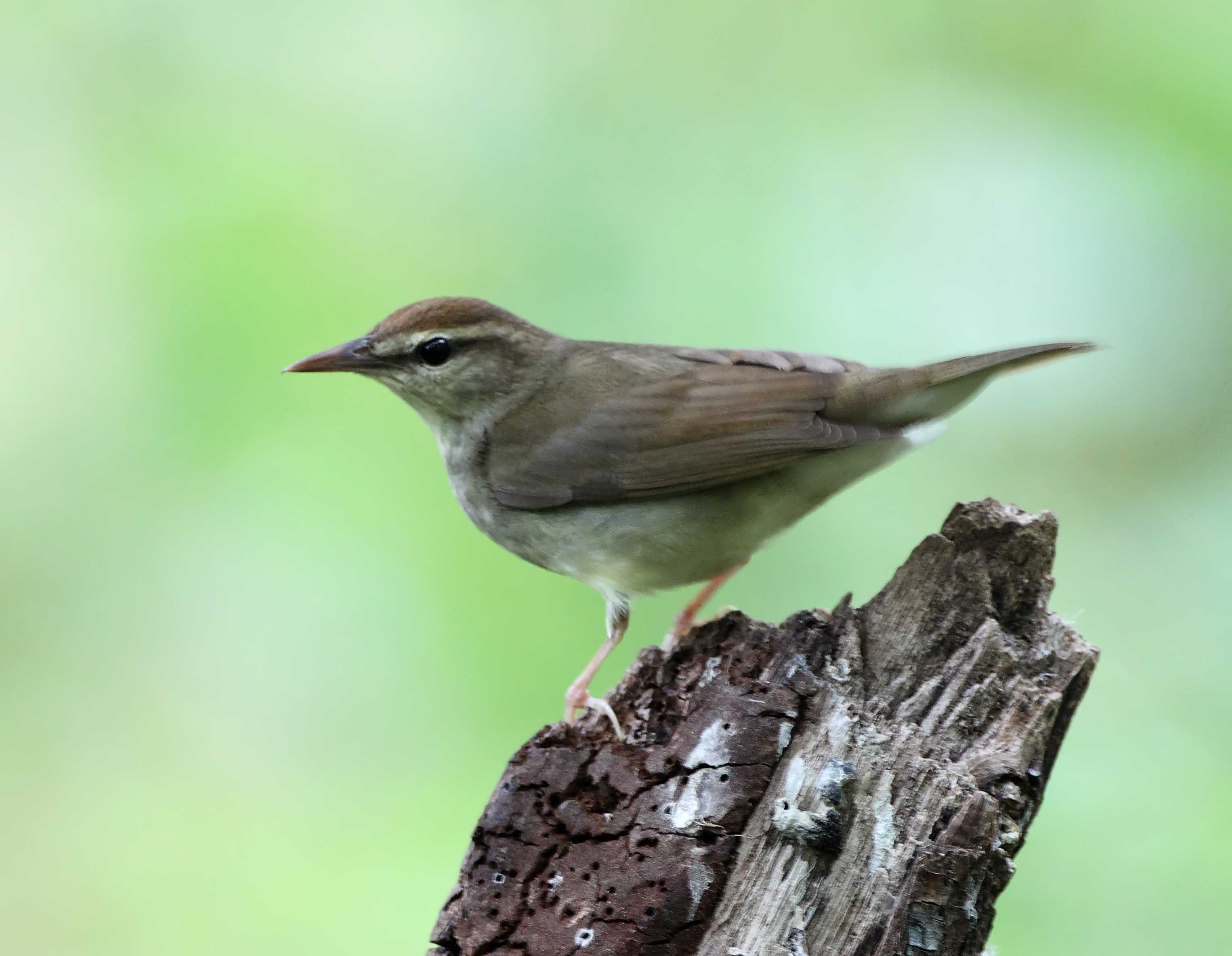 Swainsons Warbler_6945.jpg