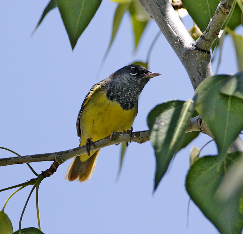 MacGillivrays Warbler - male breeding_1178.jpg