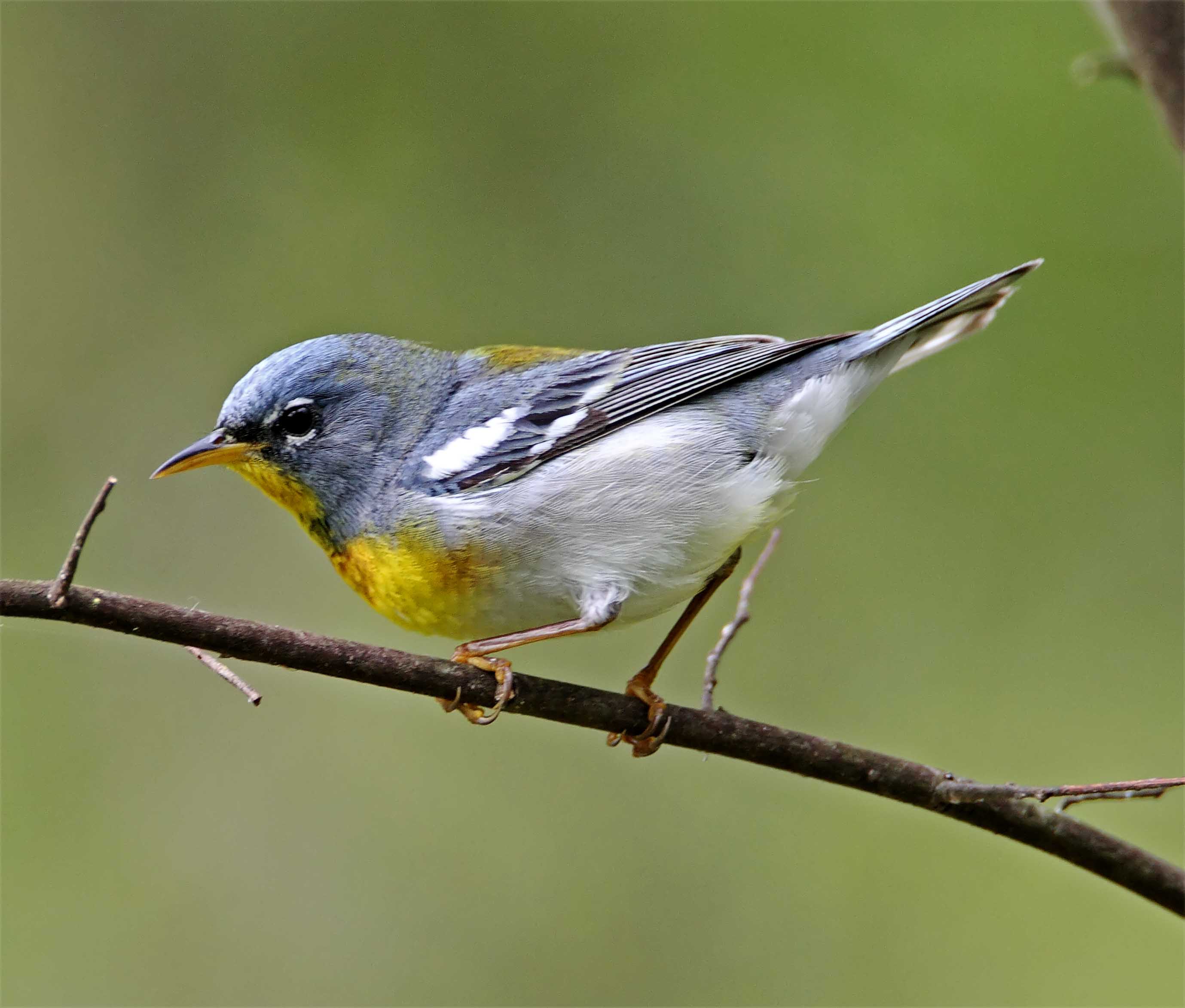 Northern Parula - male_7059.jpg