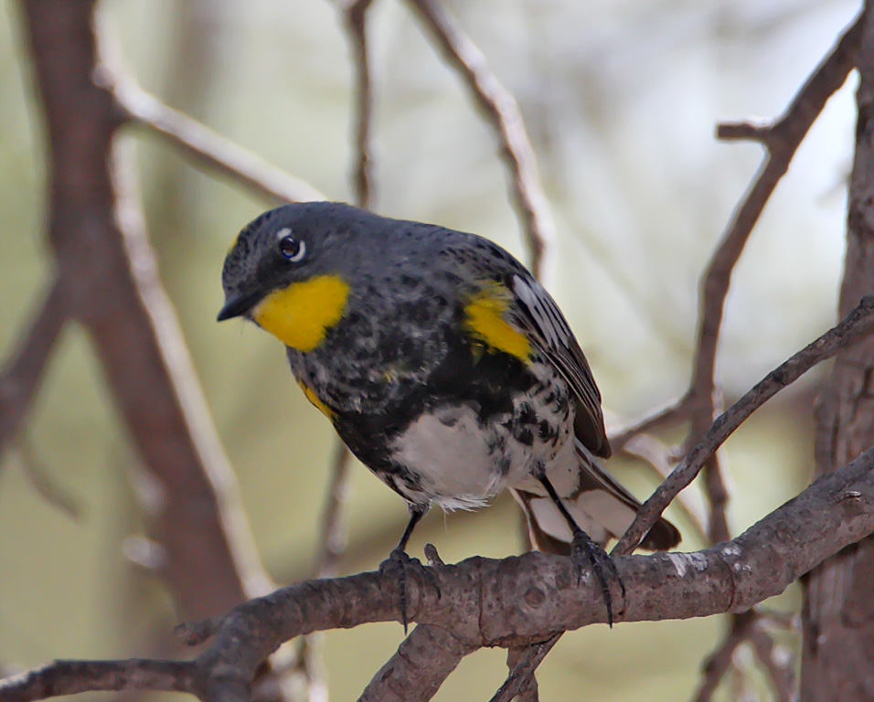 Audubons Warbler - breeding male_8787.jpg
